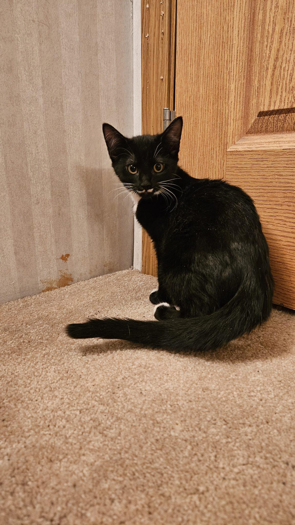CHARLIE, an adoptable Domestic Short Hair in Cedaredge, CO, 81413 | Photo Image 4