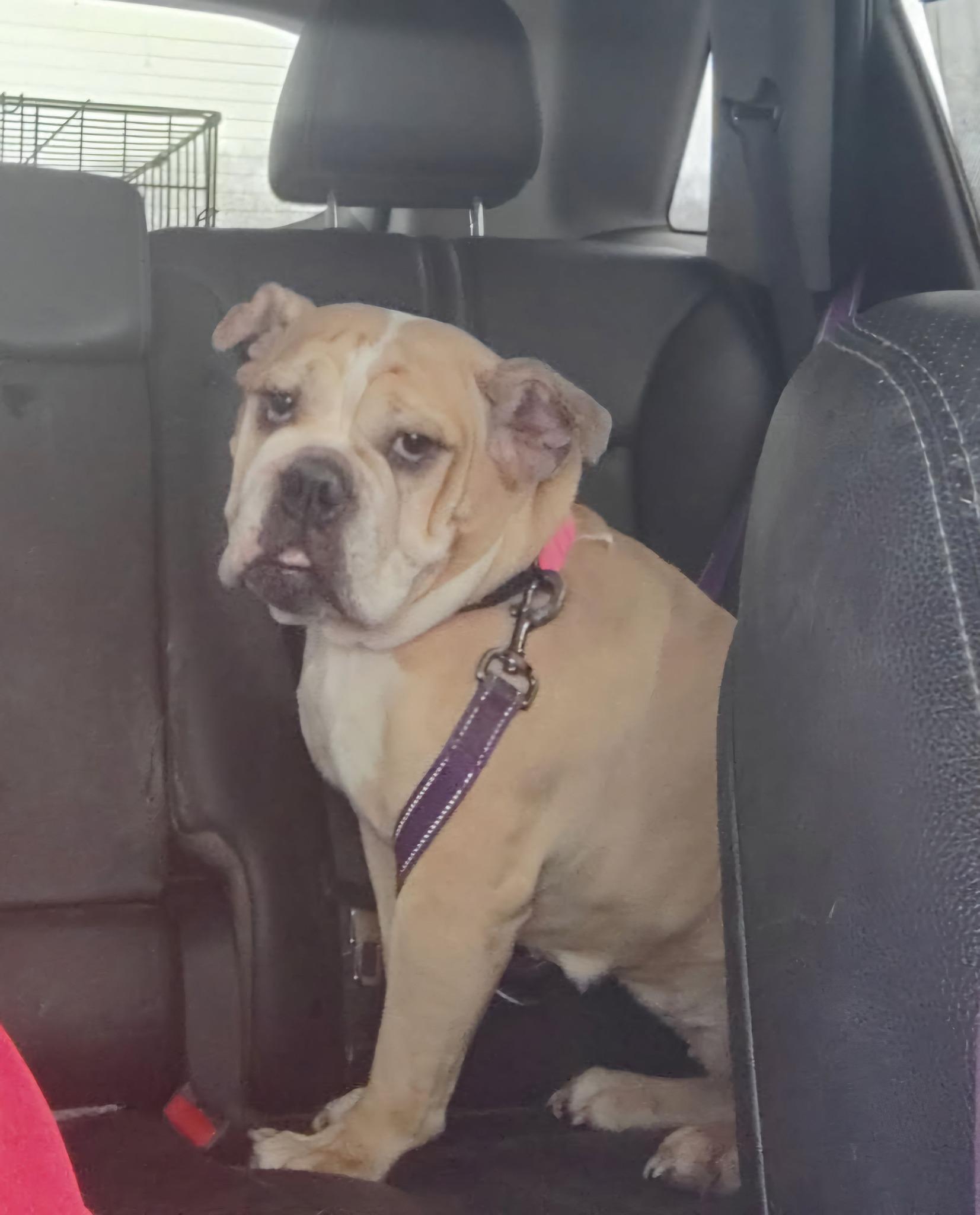 Sophie, Adoptable, Adult Female English Bulldog.