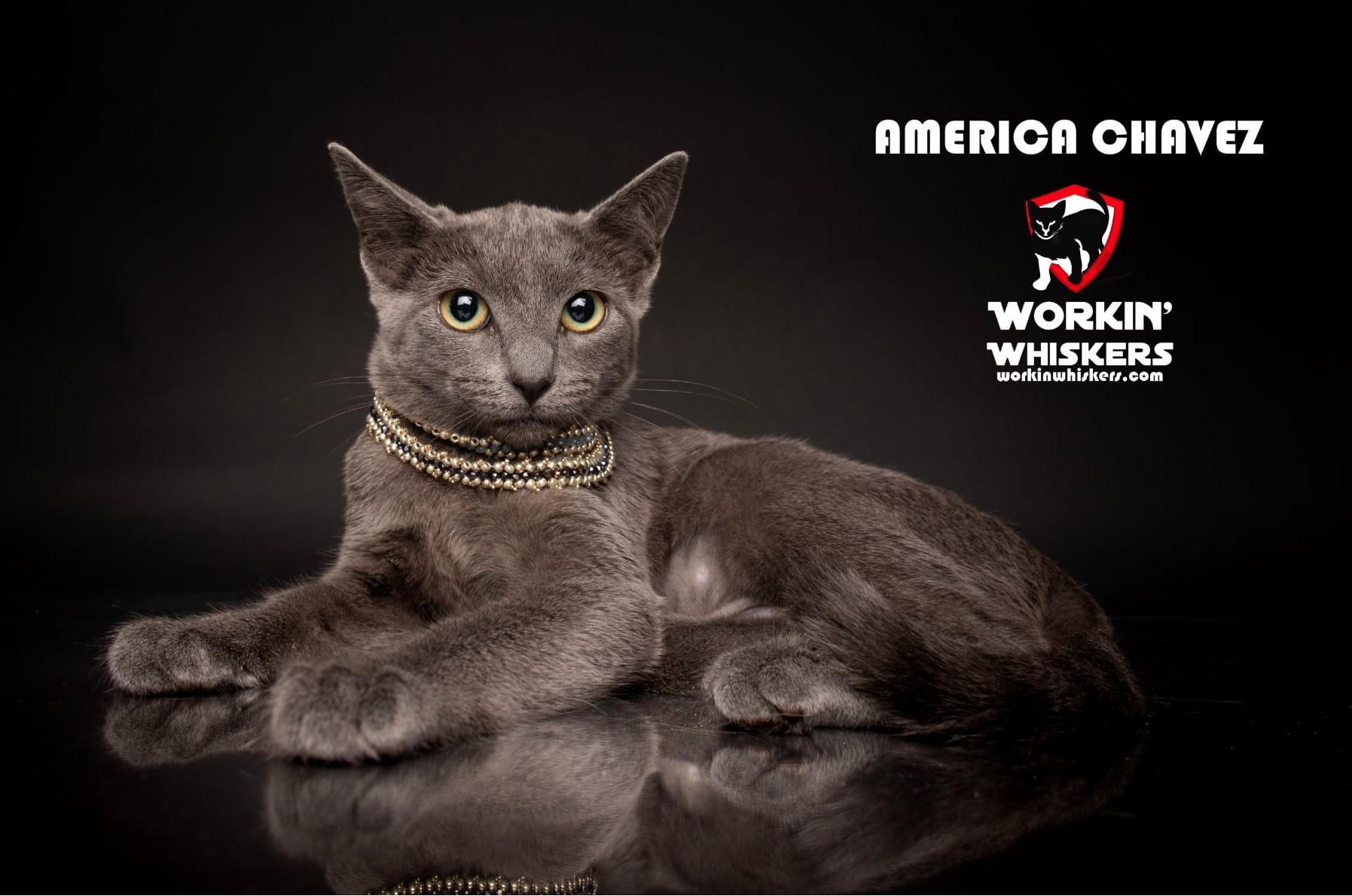 AMERICA CHAVEZ, a Adoptable mixed breed in Murrieta, CA image 1/5