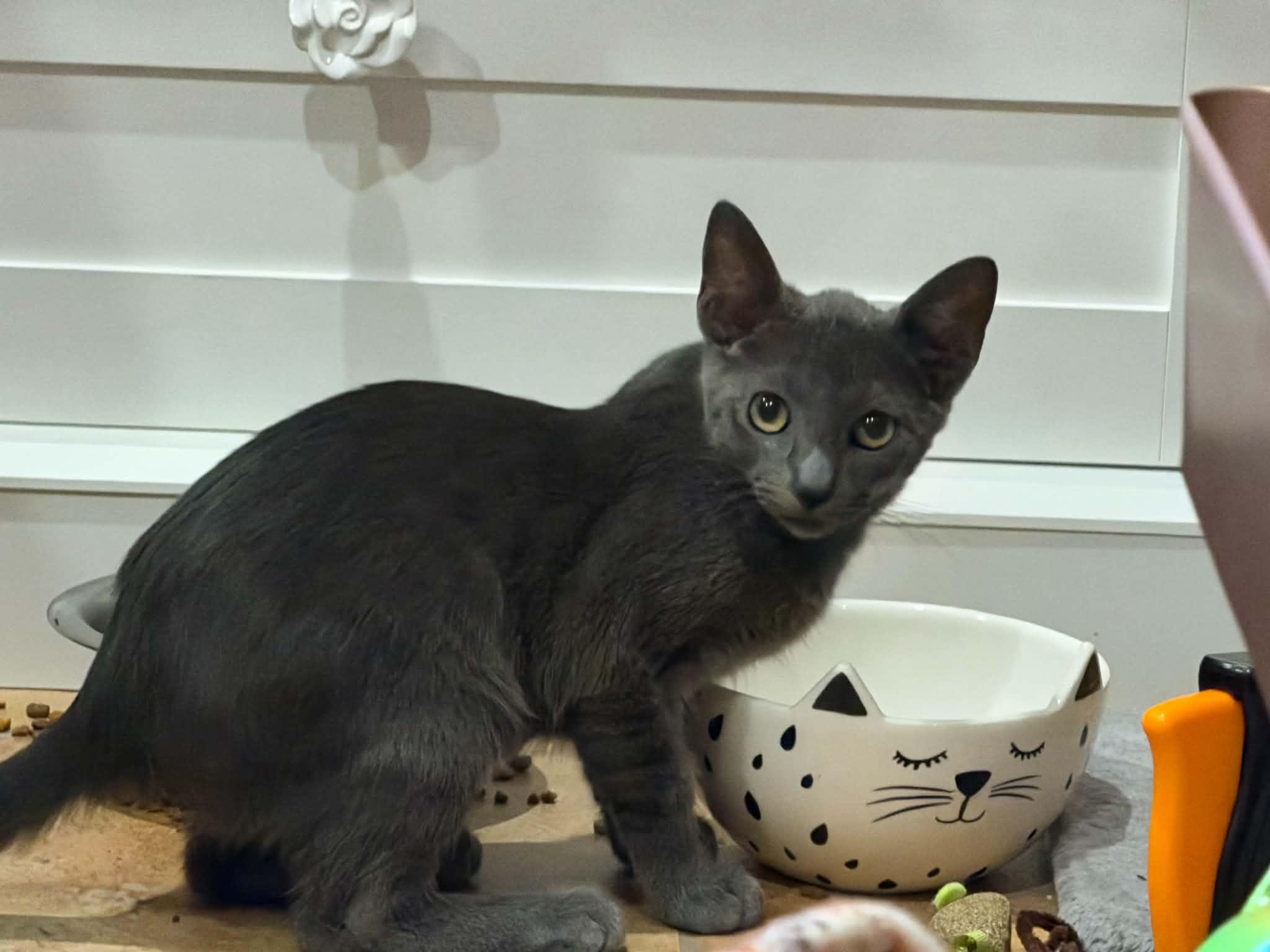 AMERICA CHAVEZ, a Adoptable mixed breed in Murrieta, CA image 3/5