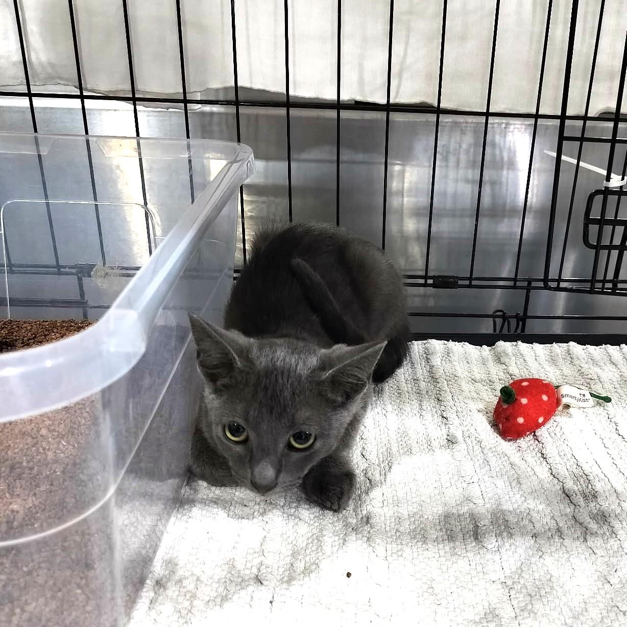 AMERICA CHAVEZ, a Adoptable mixed breed in Murrieta, CA image 2/5