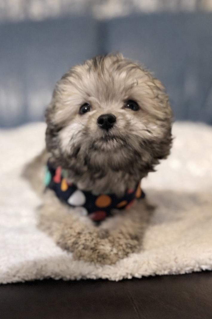 Enlarge Arnie, an adopted mixed breed in Warner, NH image 4/4