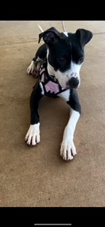 Enlarge Raine, a Adopted American Staffordshire Terrier in cumming, GA image 1/2