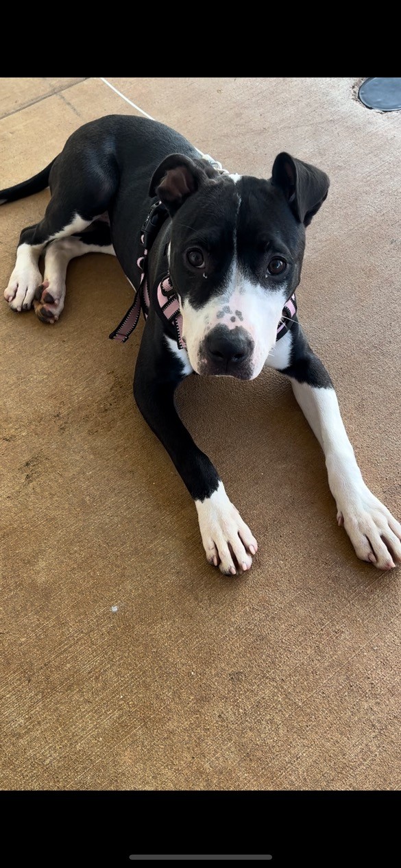 Enlarge Raine, a Adopted American Staffordshire Terrier in cumming, GA image 2/2