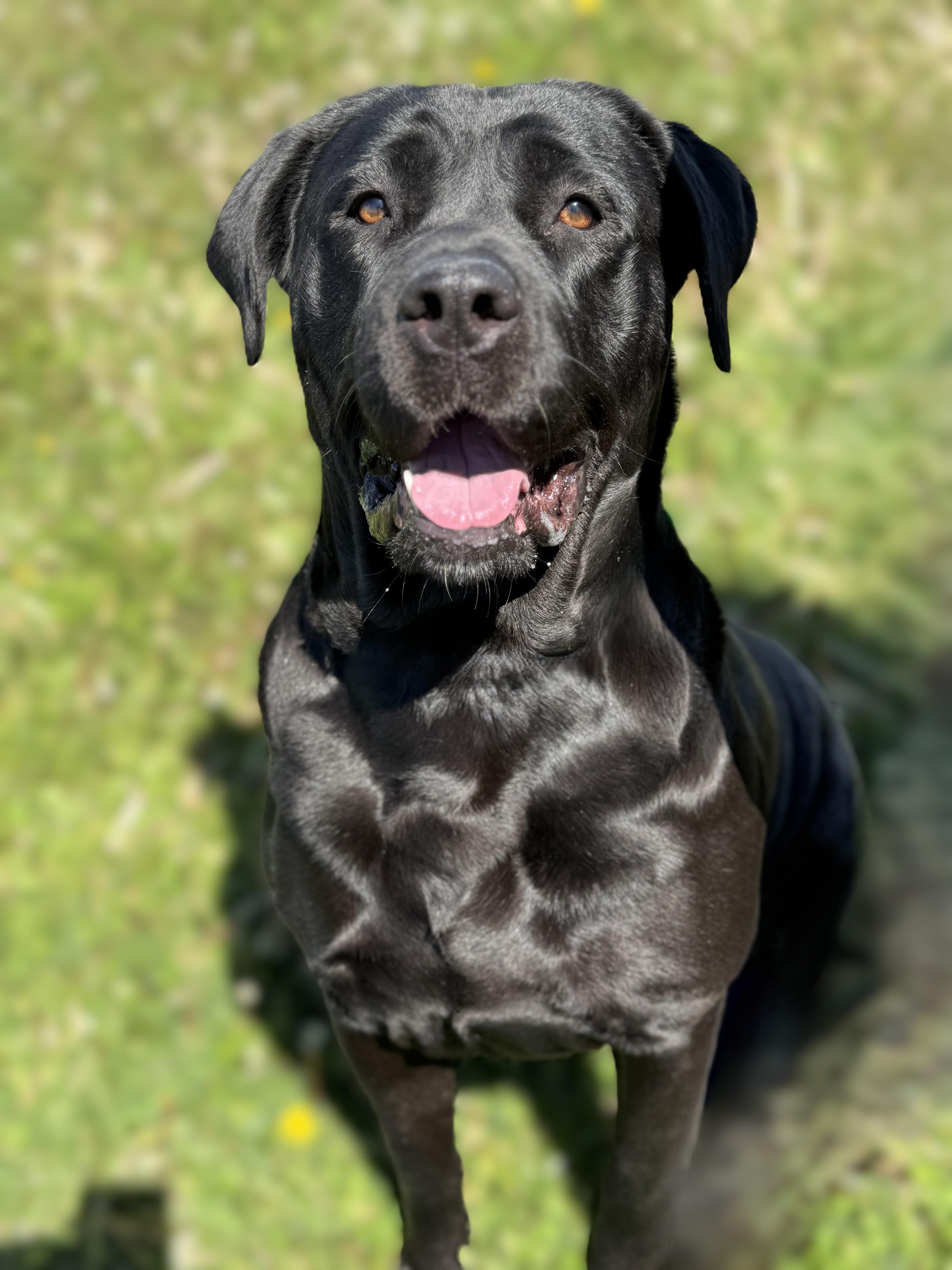 Lily, a Adoptable mixed breed in Pekin, IL image 2/3