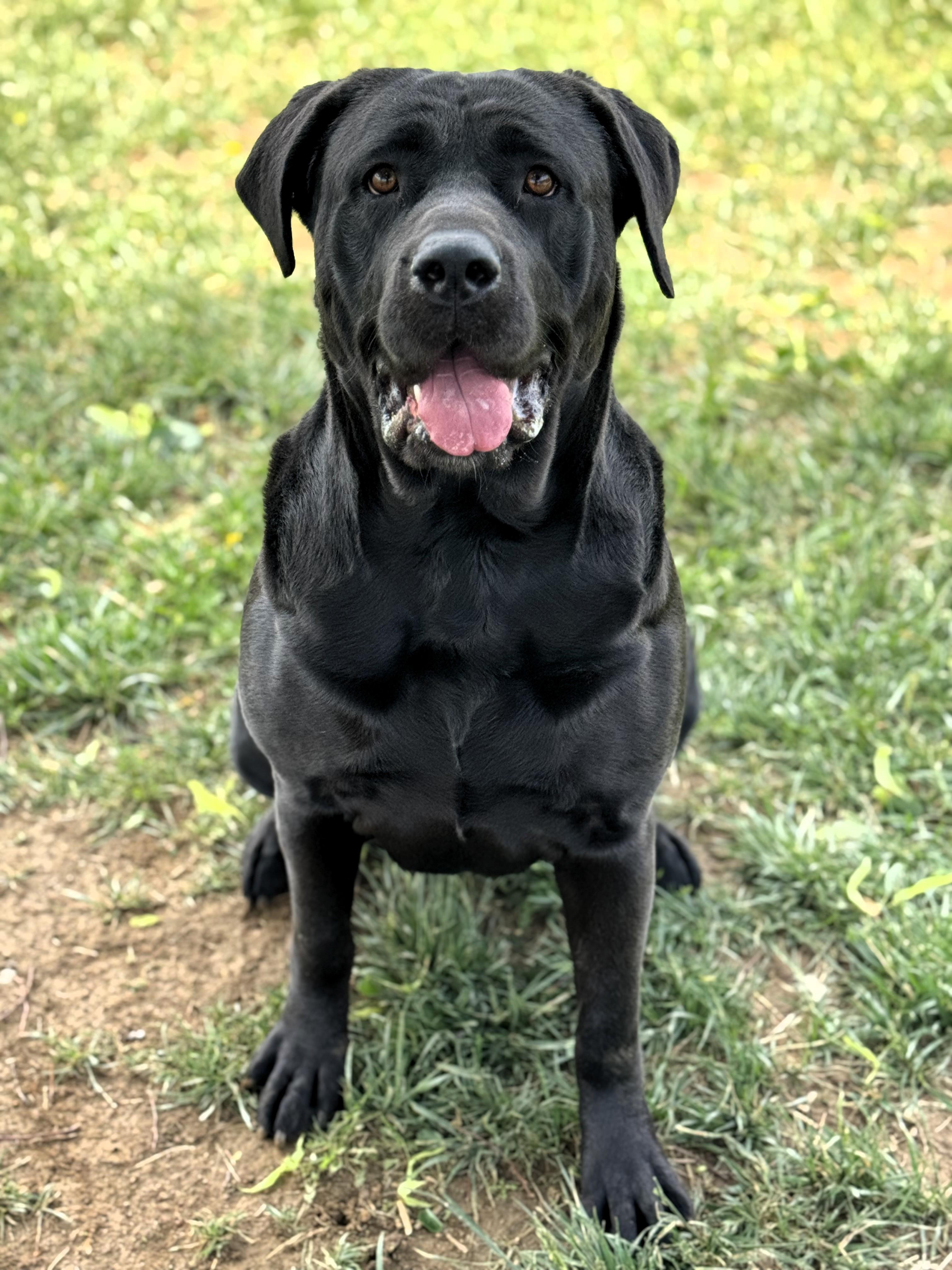 Lily, Adoptable, Adult Female Mastiff.