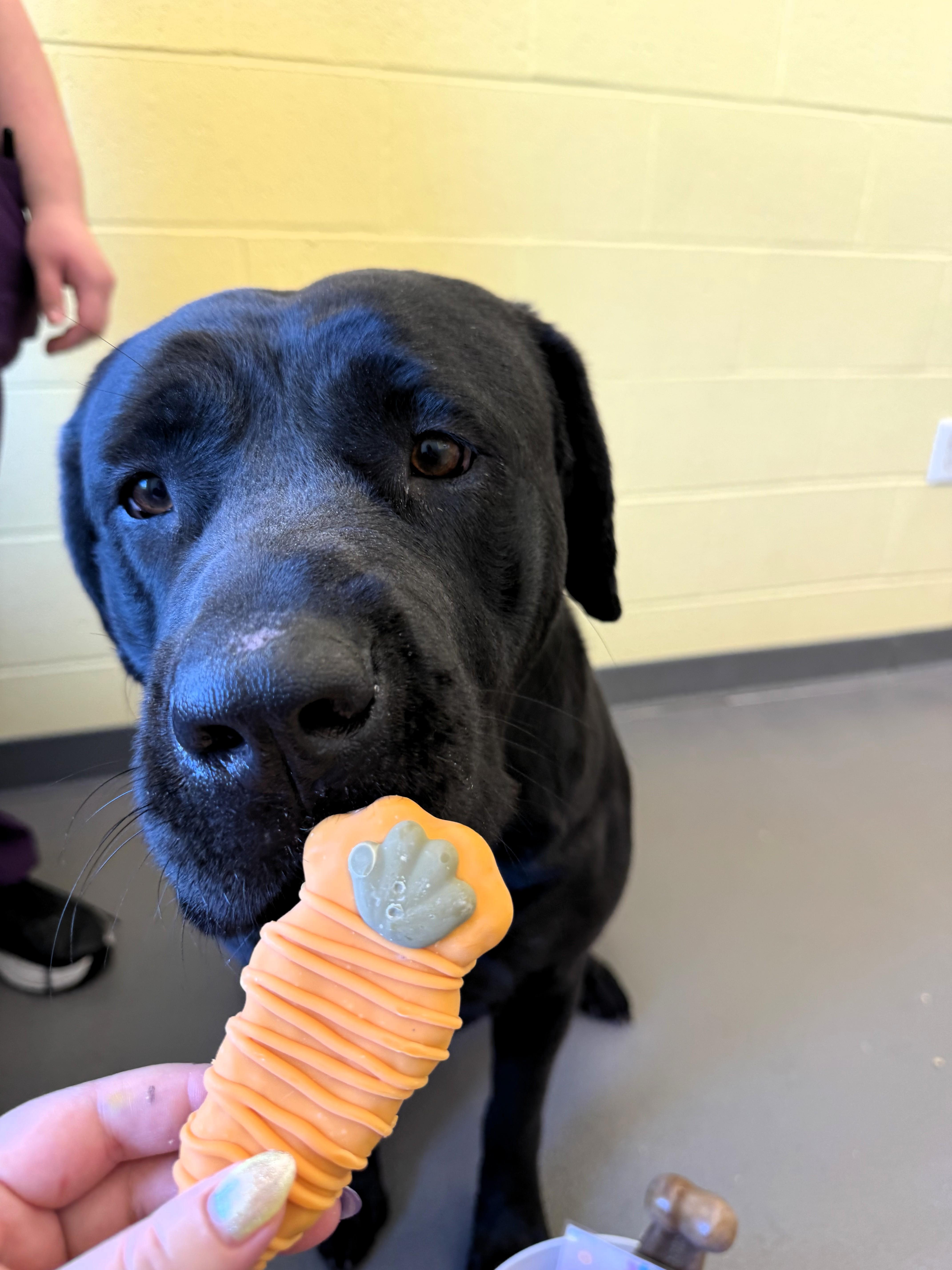 Lily, a Adoptable mixed breed in Pekin, IL image 3/3