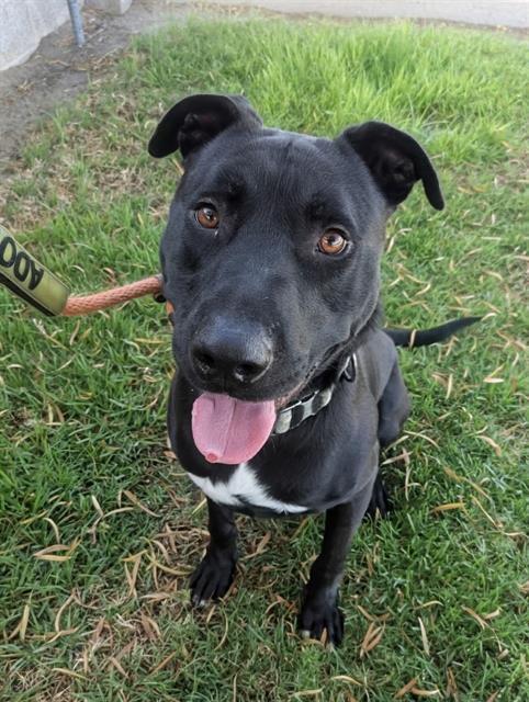 DANTE, Adoptable, Young Male Labrador Retriever & Pit Bull Terrier.
