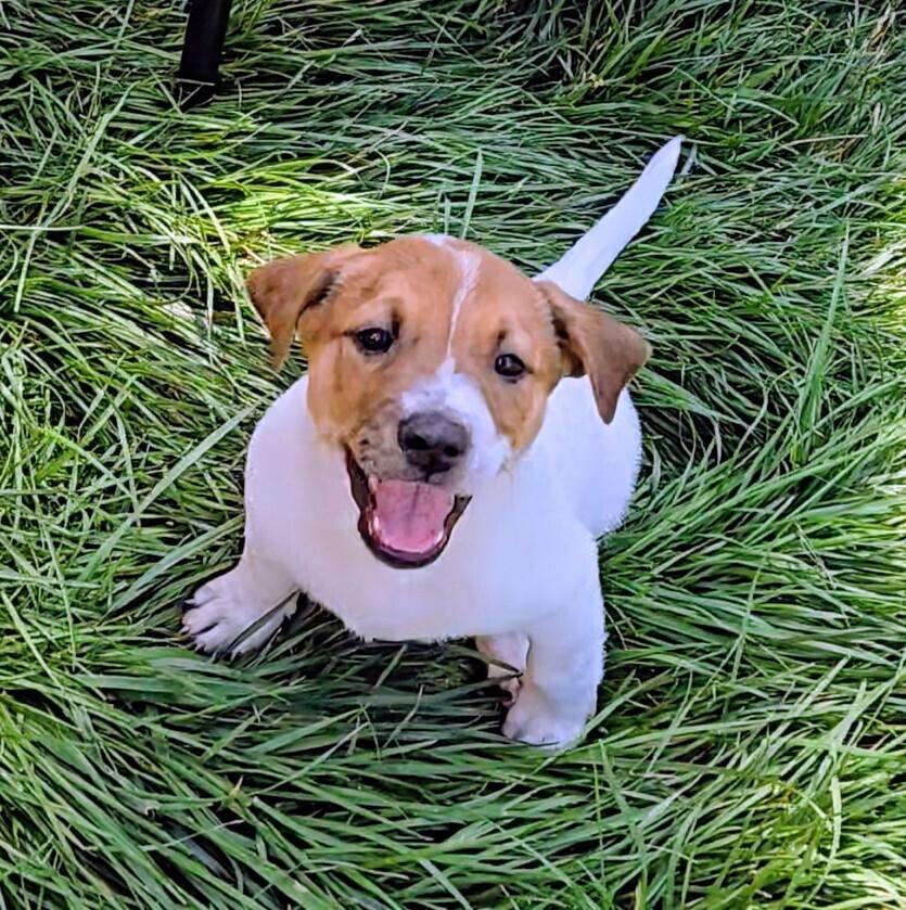 Sequoia, a Adoptable mixed breed in Evergreen, CO image 1/6