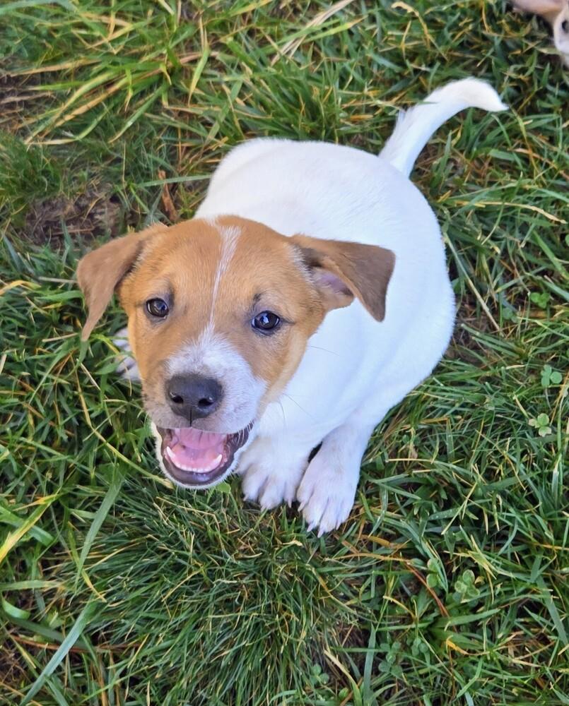 Sequoia, a Adoptable mixed breed in Evergreen, CO image 2/6