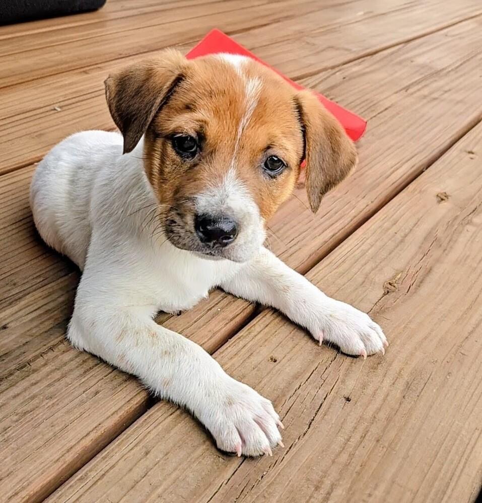 Sequoia, Adoptable, Puppy Female Australian Cattle Dog / Blue Heeler & Mixed Breed.