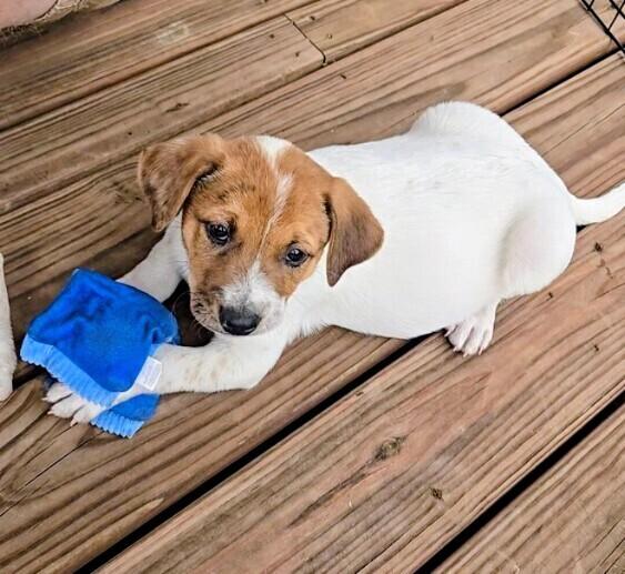 Sequoia, a Adoptable mixed breed in Evergreen, CO image 4/6