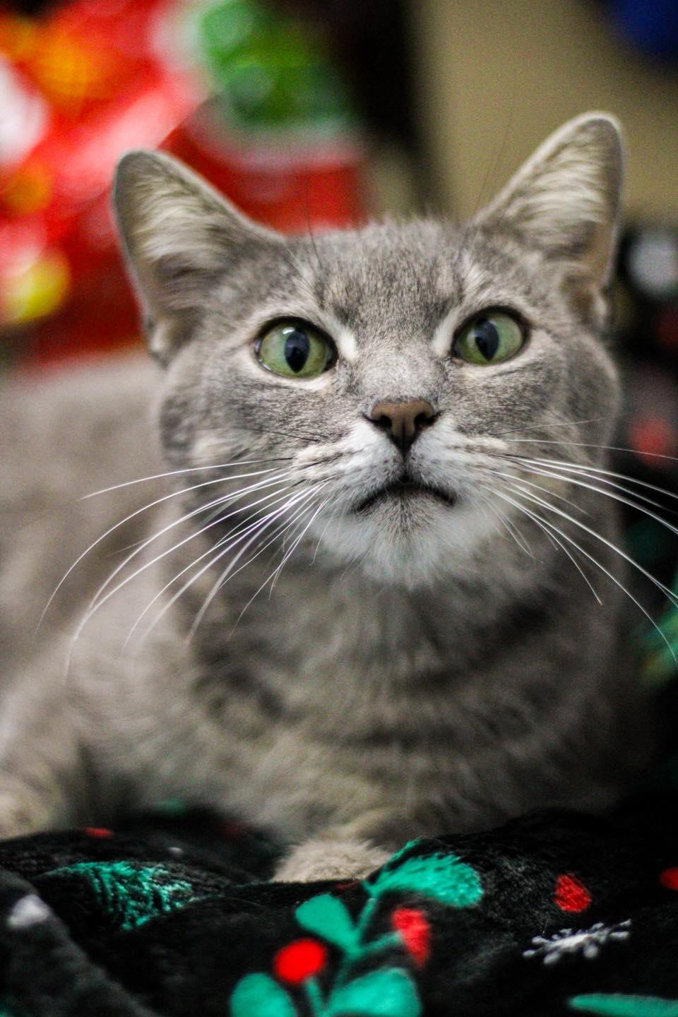 Enlarge Jenna (URGENT), a other Domestic Short Hair in Calhoun, KY image 1/6