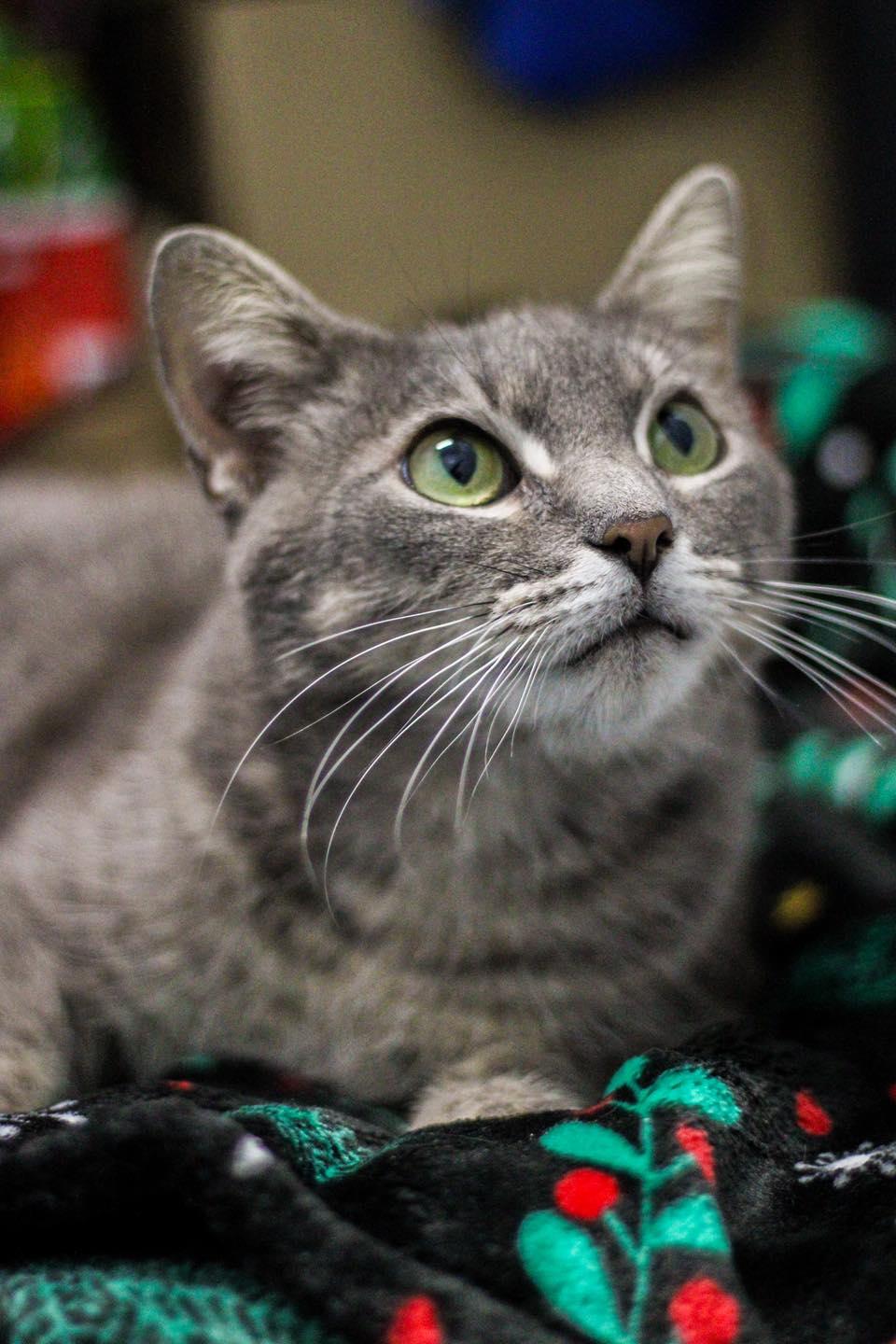 Enlarge Jenna (URGENT), a other Domestic Short Hair in Calhoun, KY image 2/6