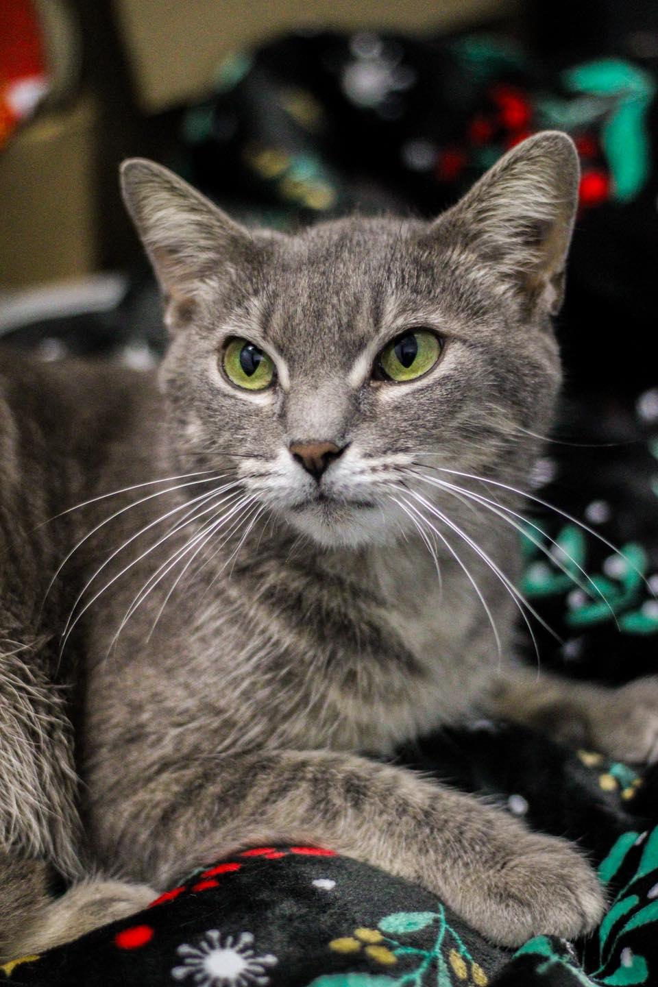 Enlarge Jenna (URGENT), a other Domestic Short Hair in Calhoun, KY image 4/6