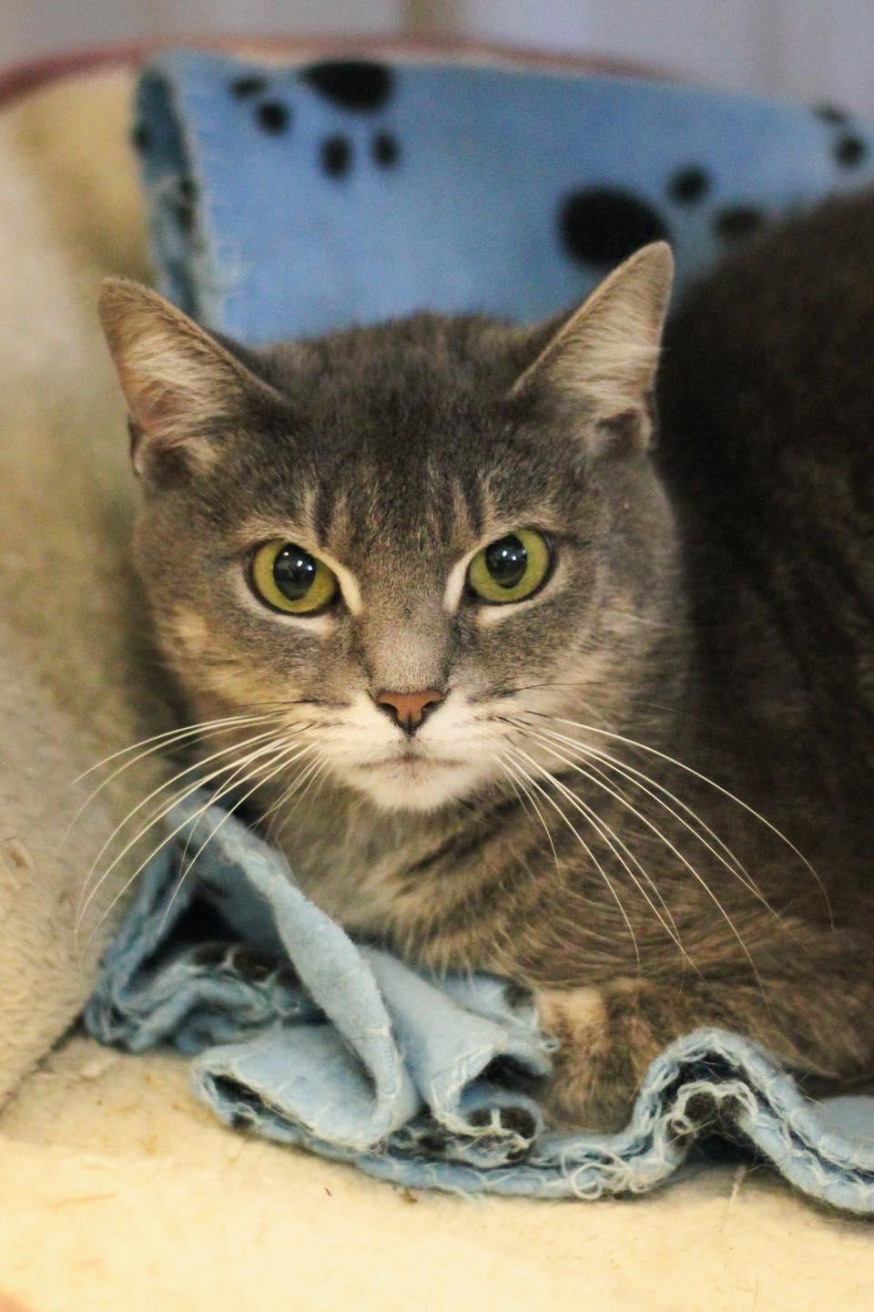 Enlarge Jenna (URGENT), a other Domestic Short Hair in Calhoun, KY image 6/6