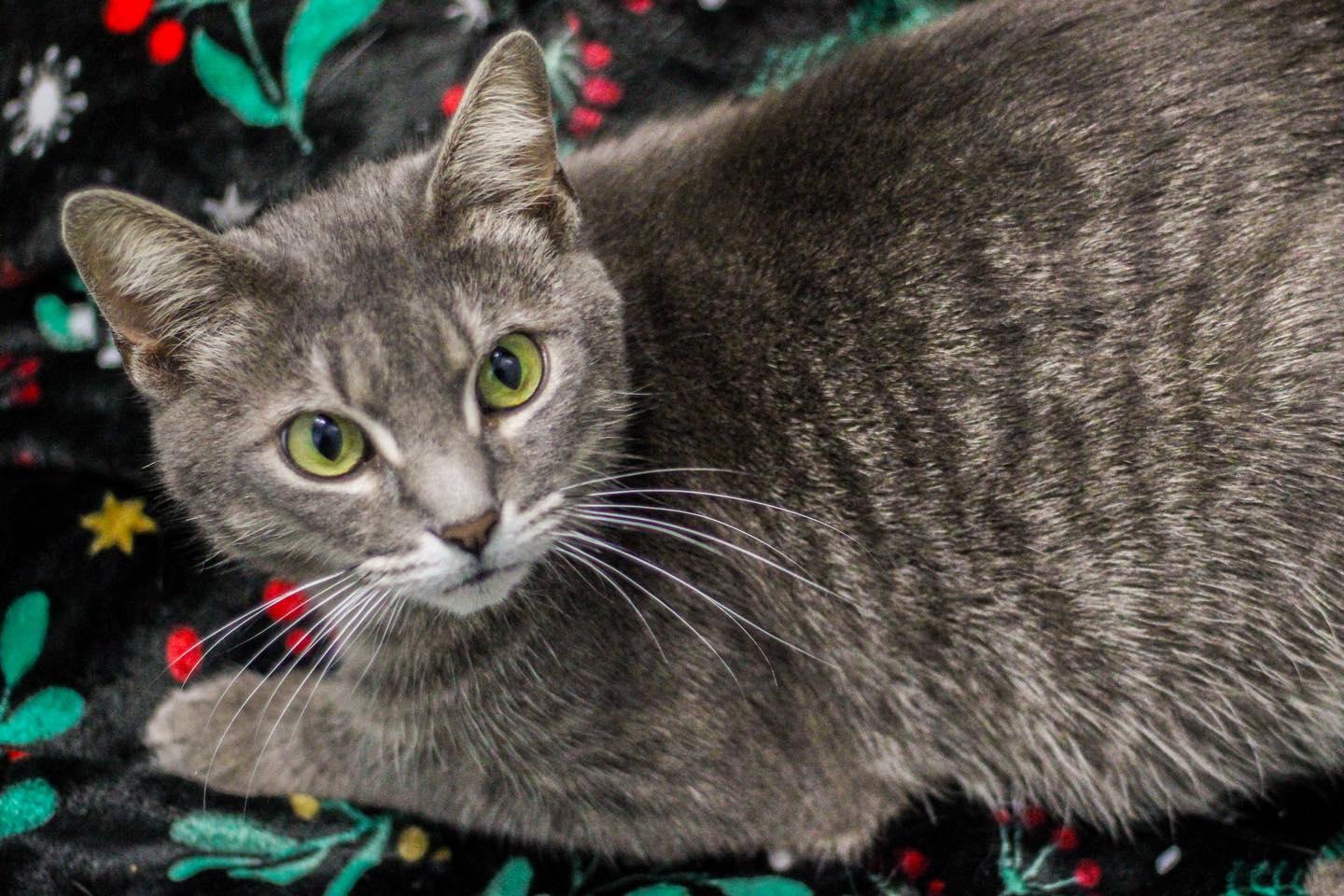 Enlarge Jenna (URGENT), a other Domestic Short Hair in Calhoun, KY image 3/6