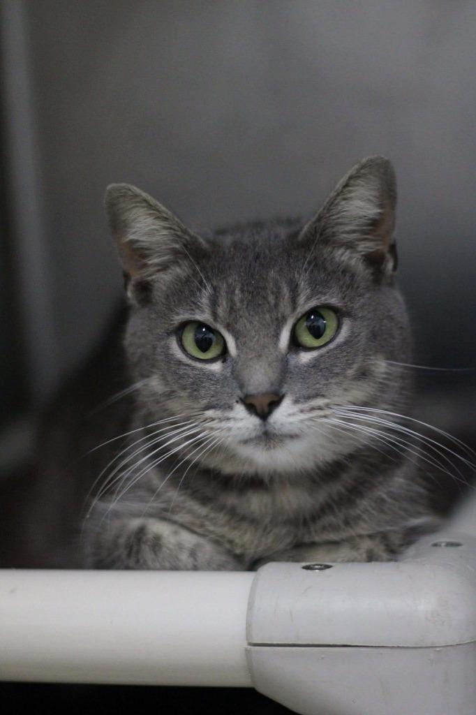 Jenna, ADOPTABLE, Adult Female Domestic Short Hair.