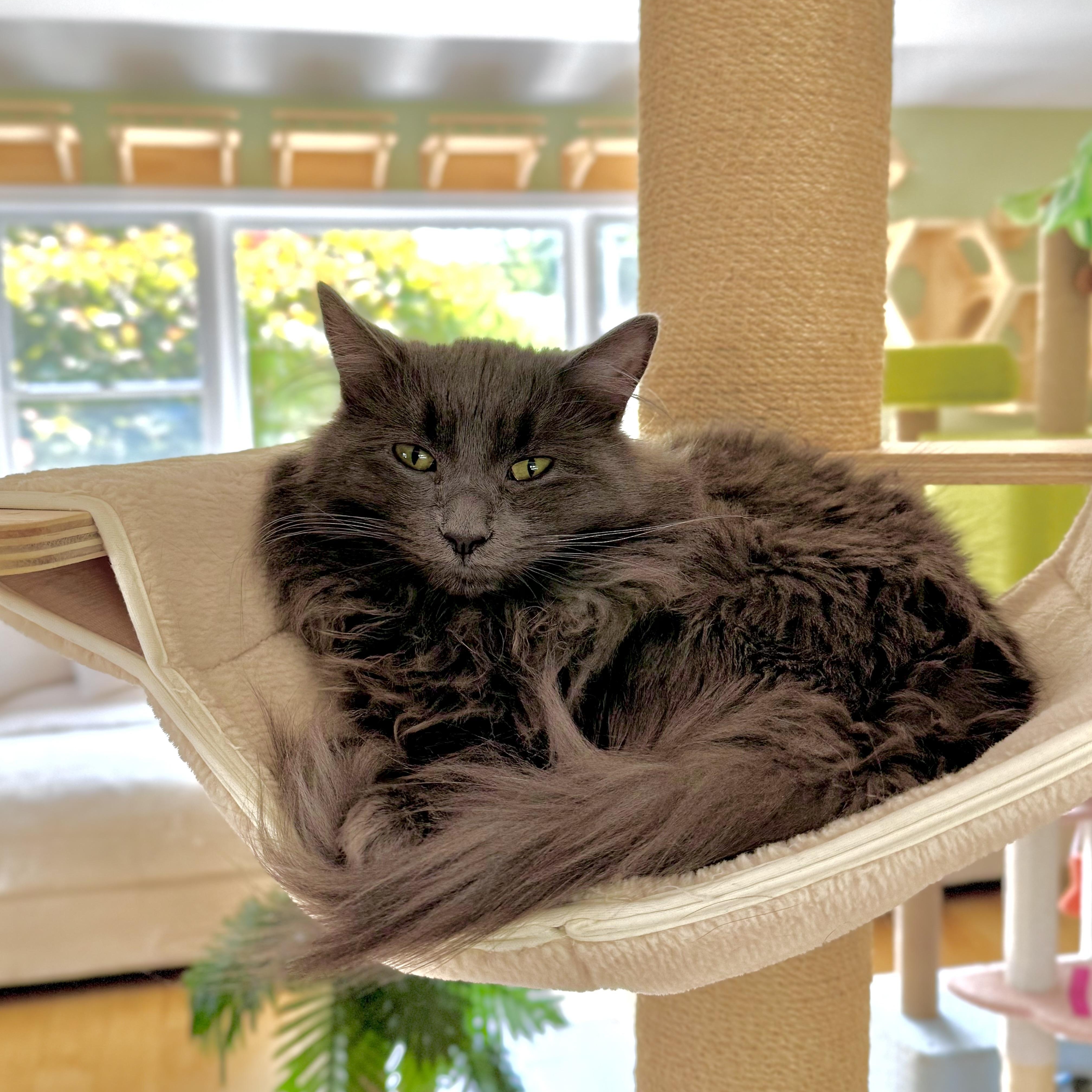 Enlarge Venus, an adoptable Domestic Long Hair in Ramsey, NJ image 3/5