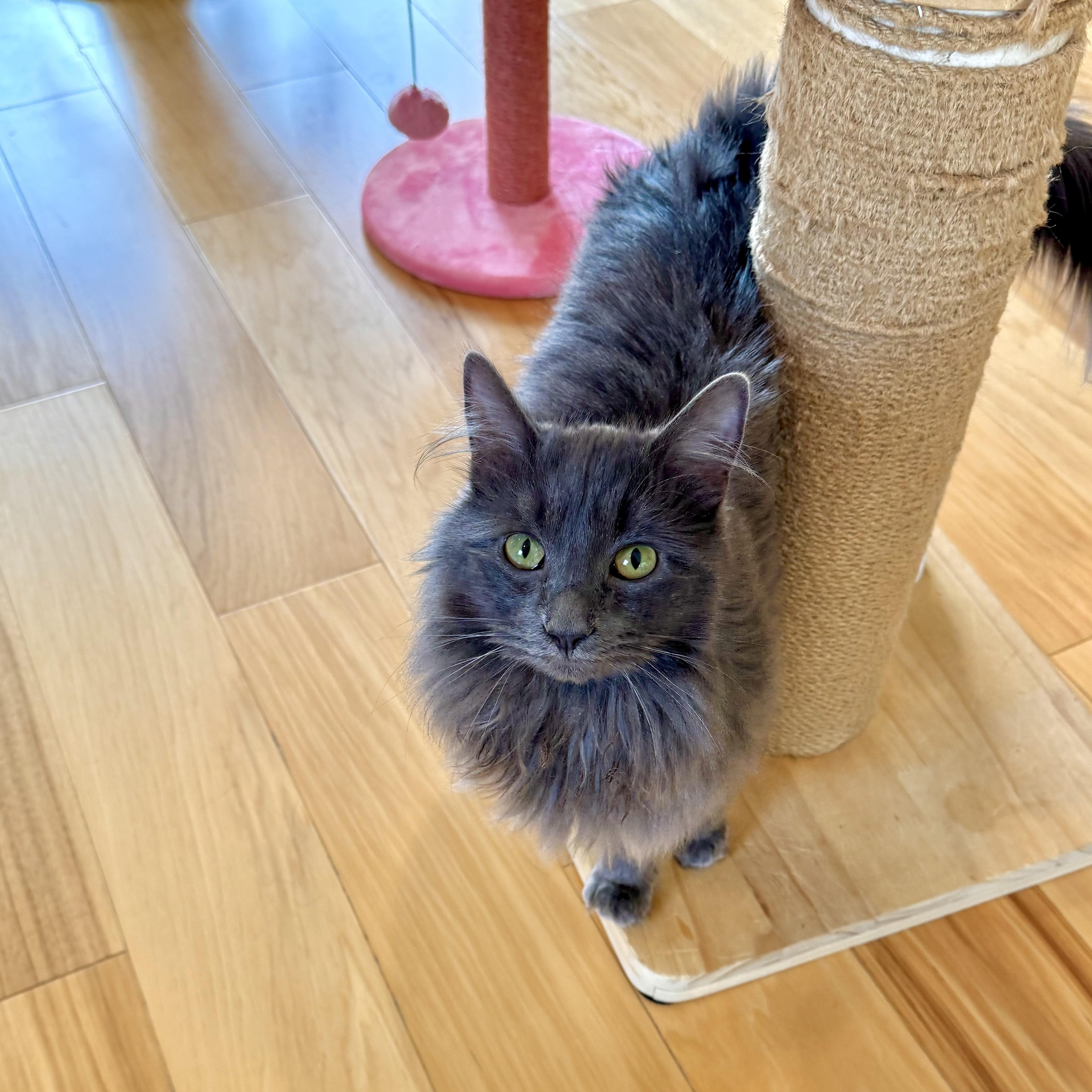 Enlarge Venus, an adoptable Domestic Long Hair in Ramsey, NJ image 5/5