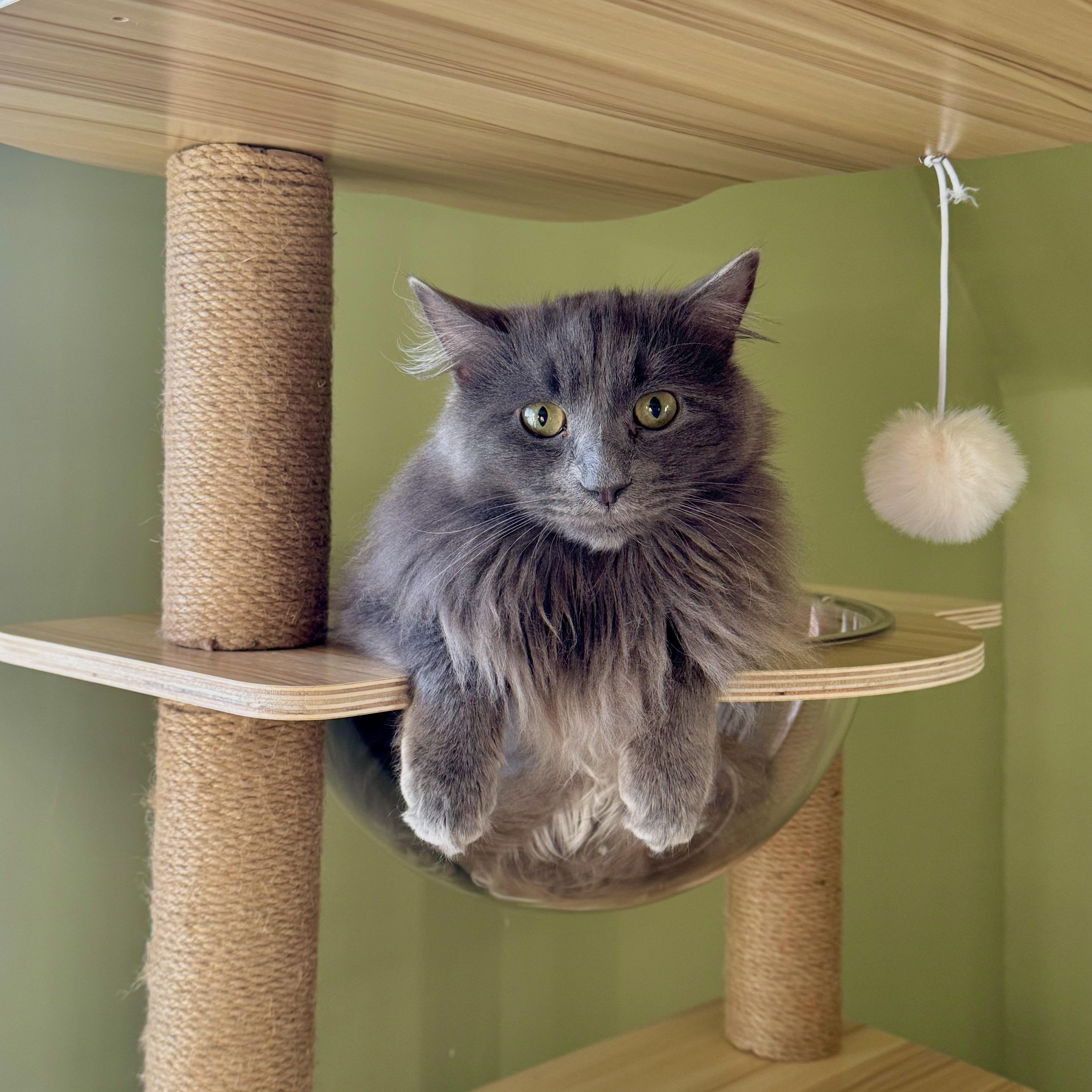 Enlarge Venus, an adoptable Domestic Long Hair in Ramsey, NJ image 1/5