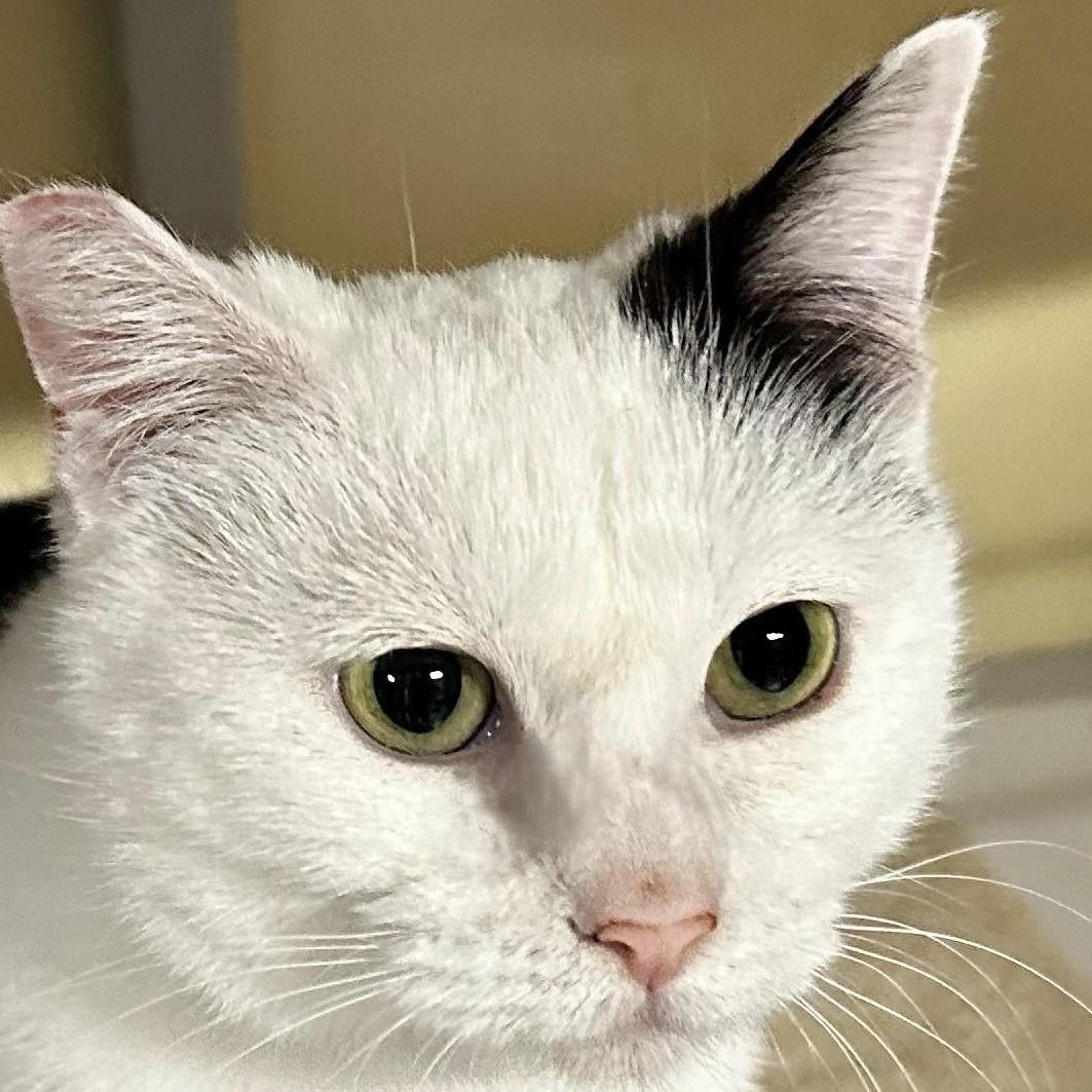 Enlarge Fiona - Lovely Big Gal, a ADOPTABLE Tuxedo in Hoquiam, WA image 4/6