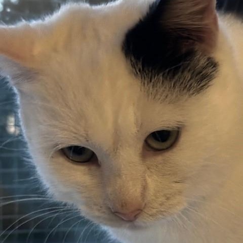 Enlarge Fiona - Lovely Big Gal, a ADOPTABLE Tuxedo in Hoquiam, WA image 3/6