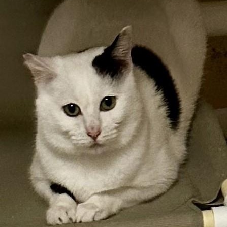 Enlarge Fiona - Lovely Big Gal, a ADOPTABLE Tuxedo in Hoquiam, WA image 1/6