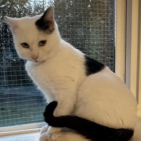 Enlarge Fiona - Lovely Big Gal, a ADOPTABLE Tuxedo in Hoquiam, WA image 6/6