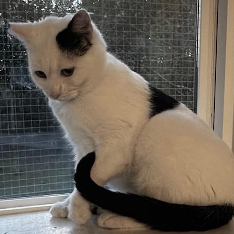 Enlarge Fiona - Lovely Big Gal, a ADOPTABLE Tuxedo in Hoquiam, WA image 2/6