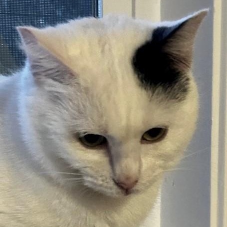 Enlarge Fiona - Lovely Big Gal, a ADOPTABLE Tuxedo in Hoquiam, WA image 5/6