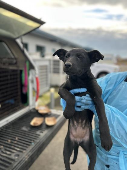Enlarge Megan, a Adoptable mixed breed in Fresno, CA image 1/1