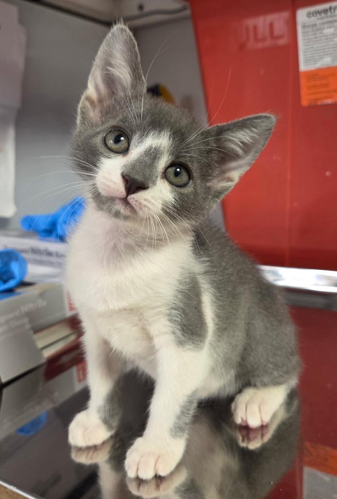 Muse, Adoptable, Kitten Female Domestic Short Hair.
