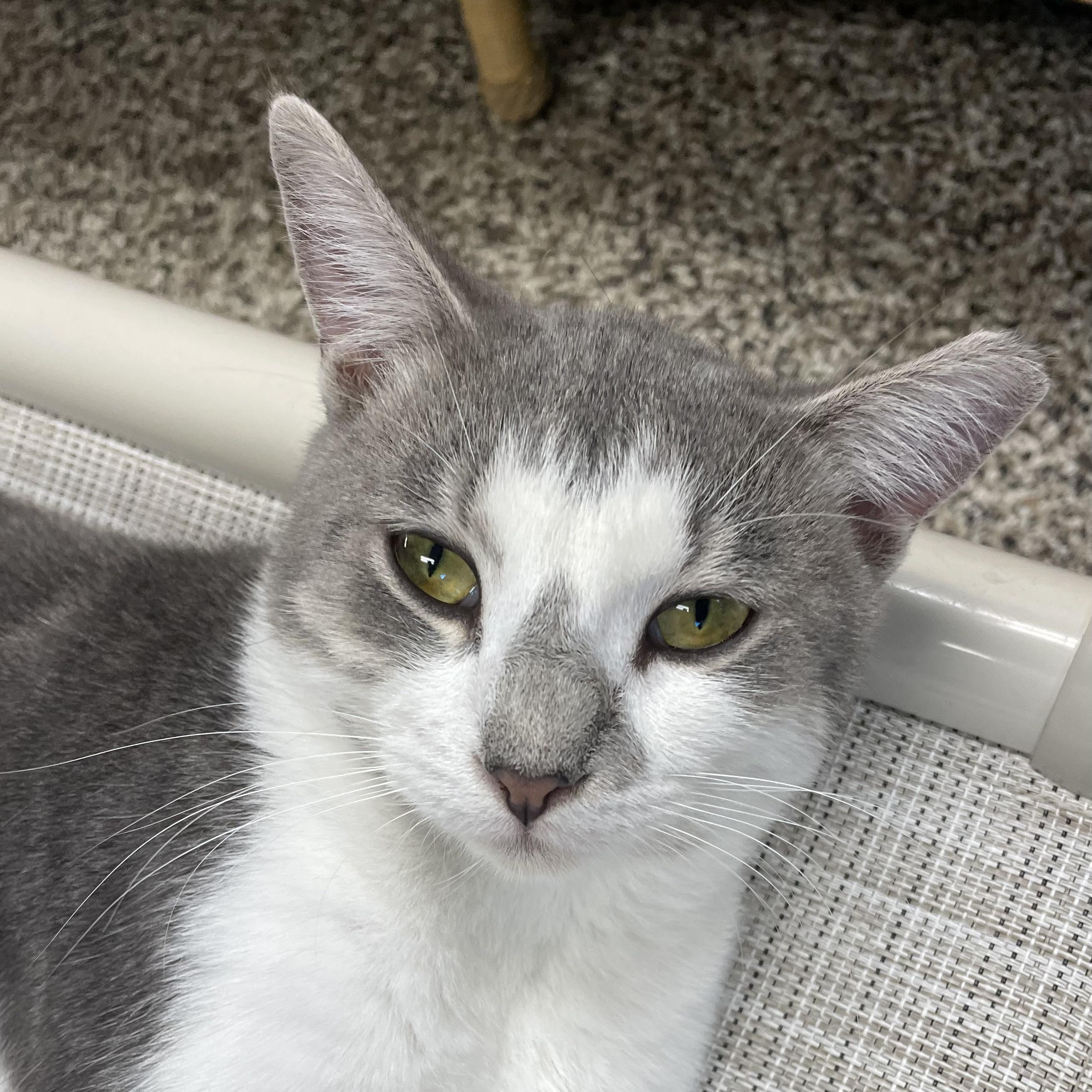 Enlarge Clint, an adopted Domestic Short Hair in Fernandina Beach, FL image 4/6