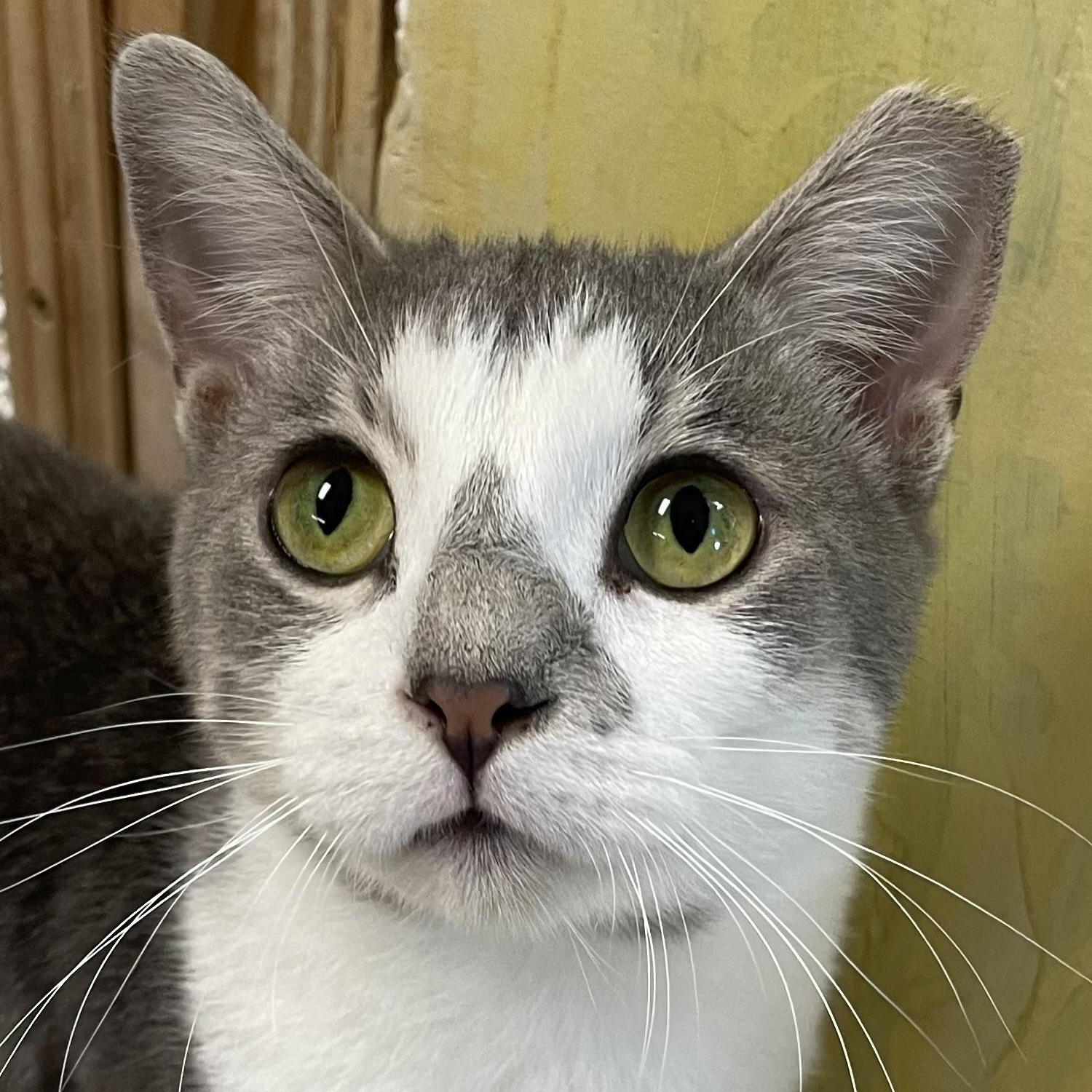 Enlarge Clint, an adopted Domestic Short Hair in Fernandina Beach, FL image 1/6