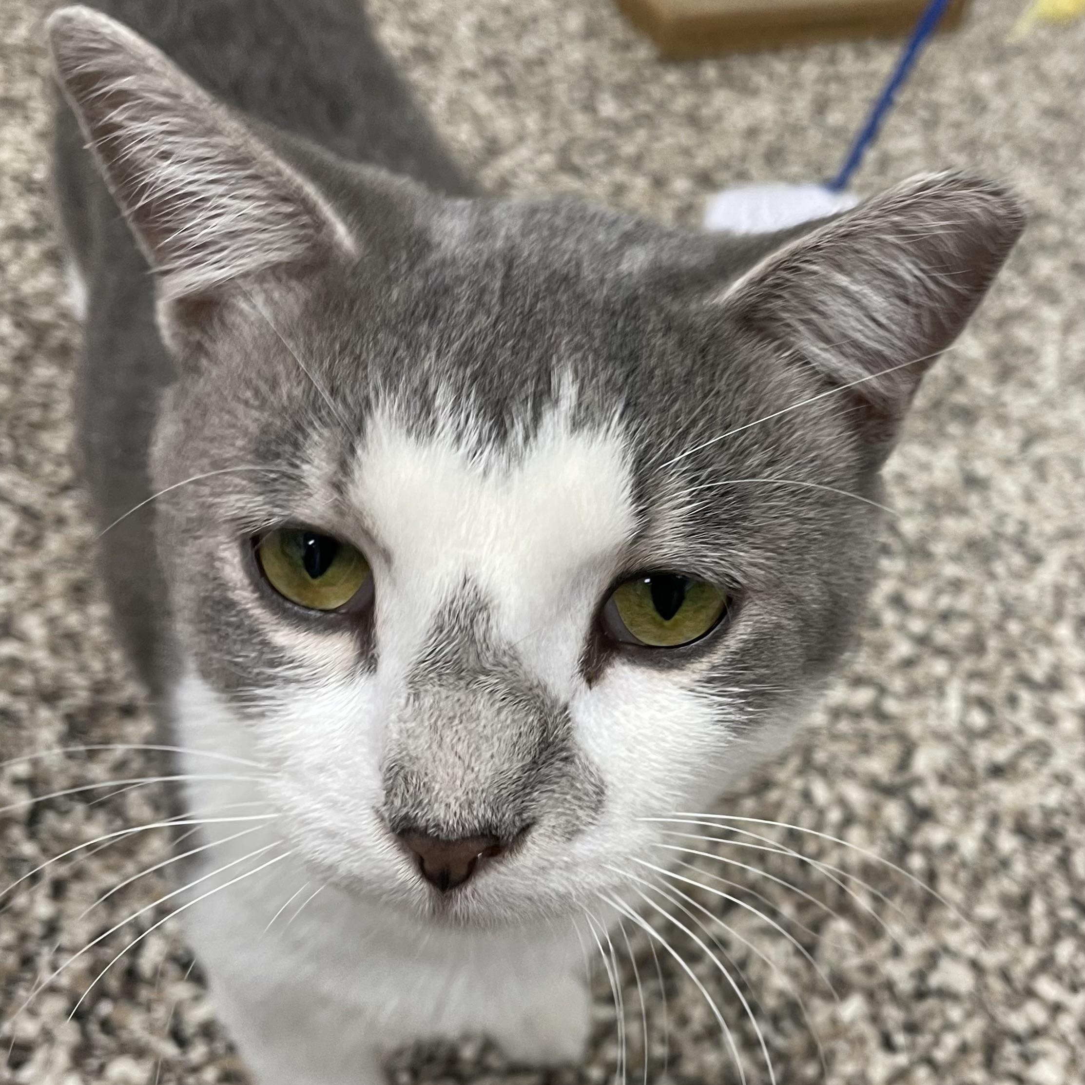 Enlarge Clint, an adopted Domestic Short Hair in Fernandina Beach, FL image 5/6