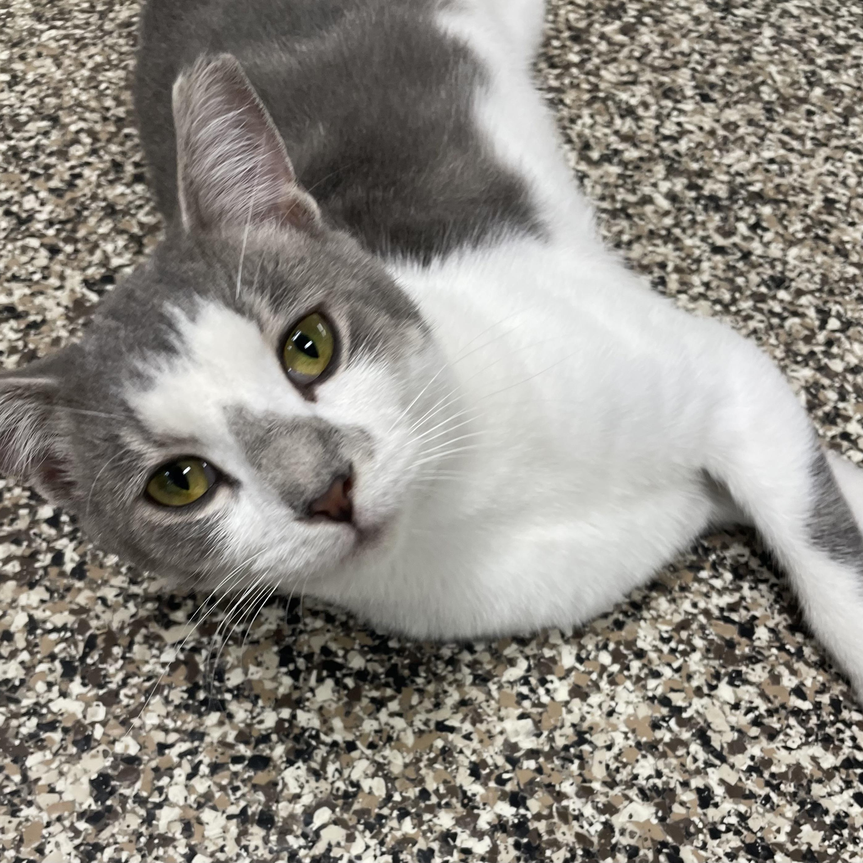 Enlarge Clint, an adopted Domestic Short Hair in Fernandina Beach, FL image 6/6