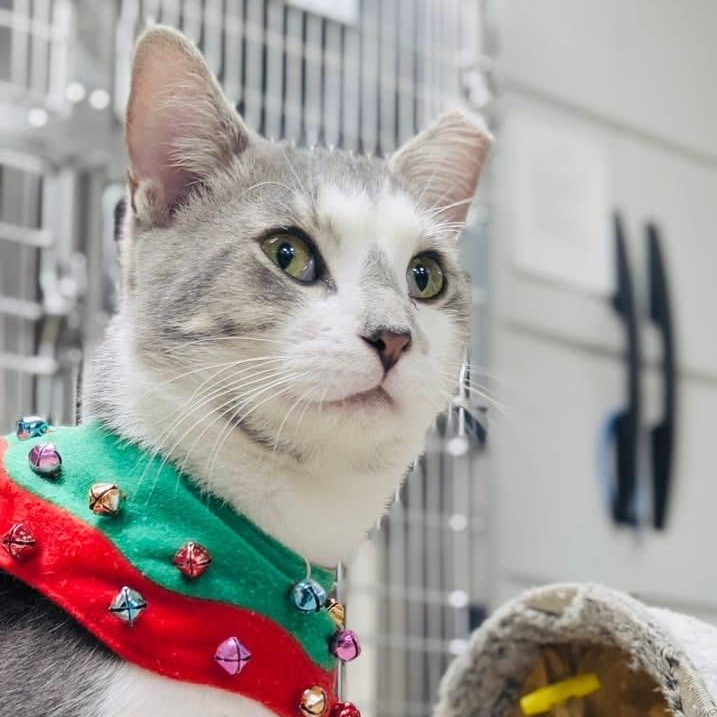 Enlarge Clint, an adopted Domestic Short Hair in Fernandina Beach, FL image 2/6