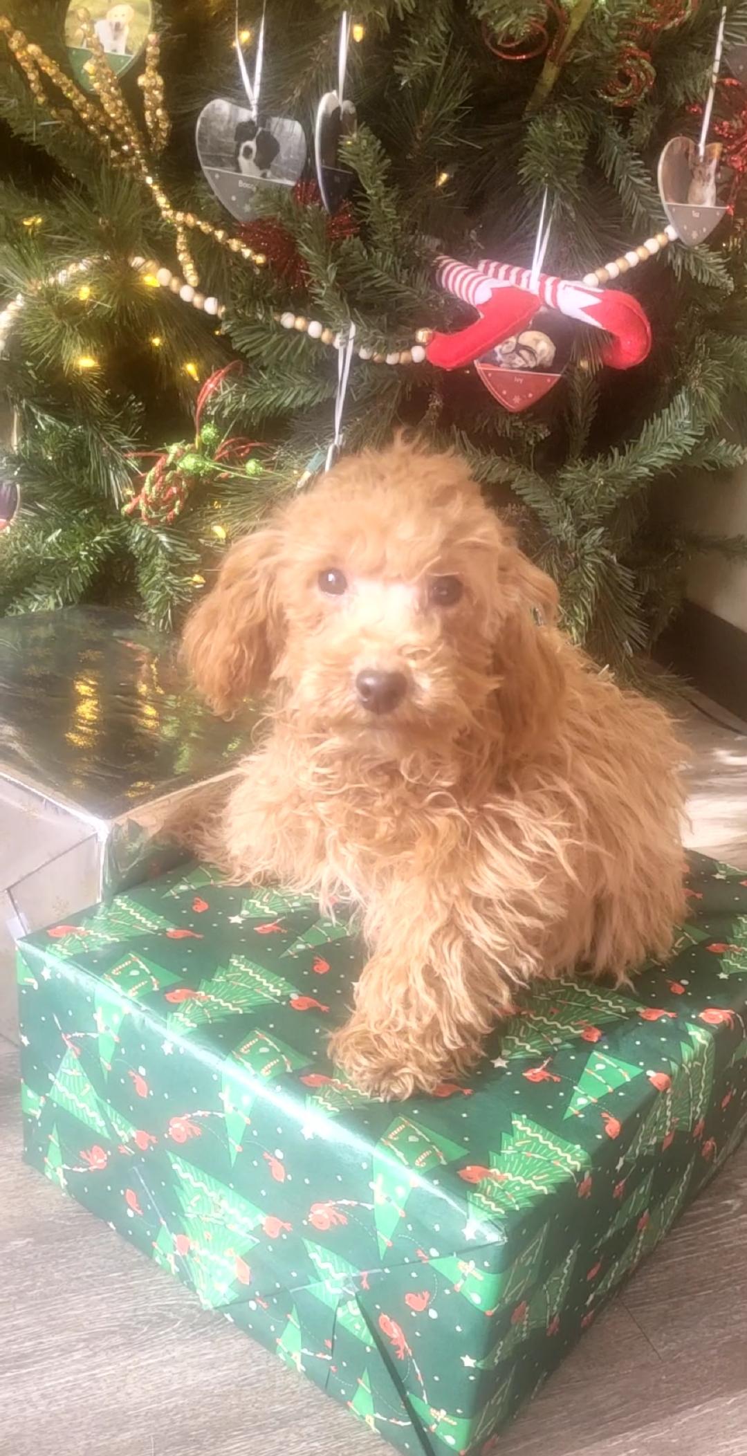 Pure Toy poodle male or female , a ADOPTABLE Poodle (Toy) in Woodsfield, OH image 1/5