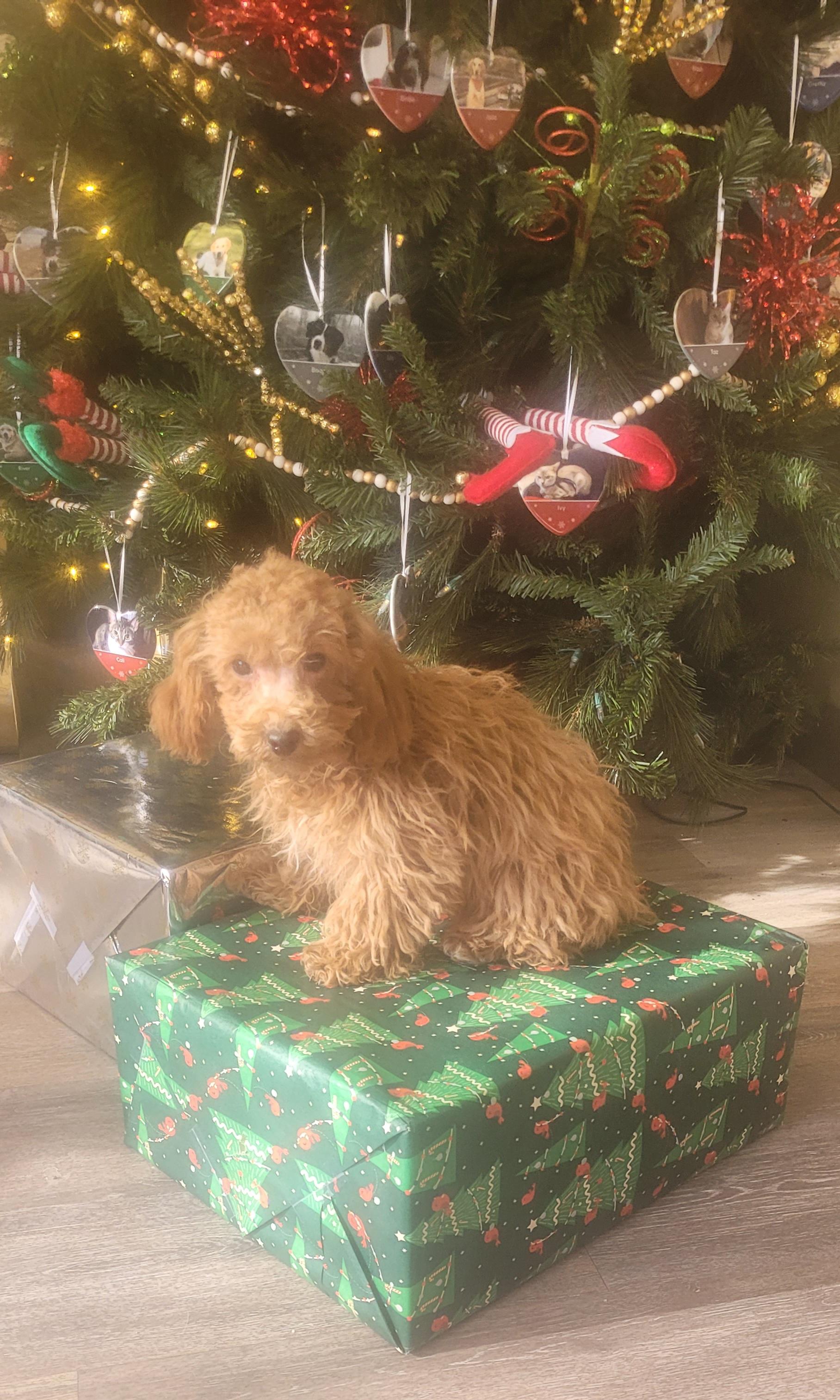 Pure Toy poodle male or female , a ADOPTABLE Poodle (Toy) in Woodsfield, OH image 2/5