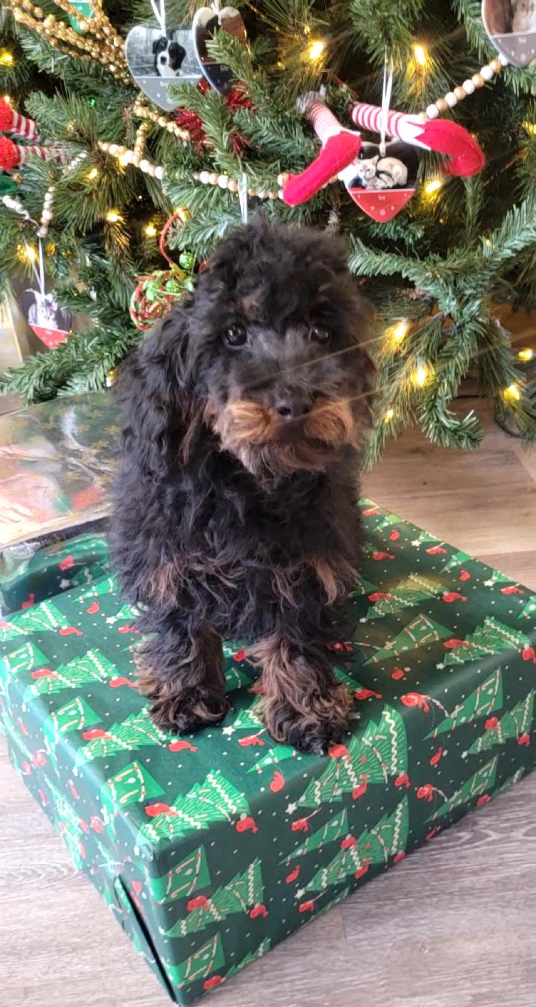 Pure Toy poodle male or female , a ADOPTABLE Poodle (Toy) in Woodsfield, OH image 3/5