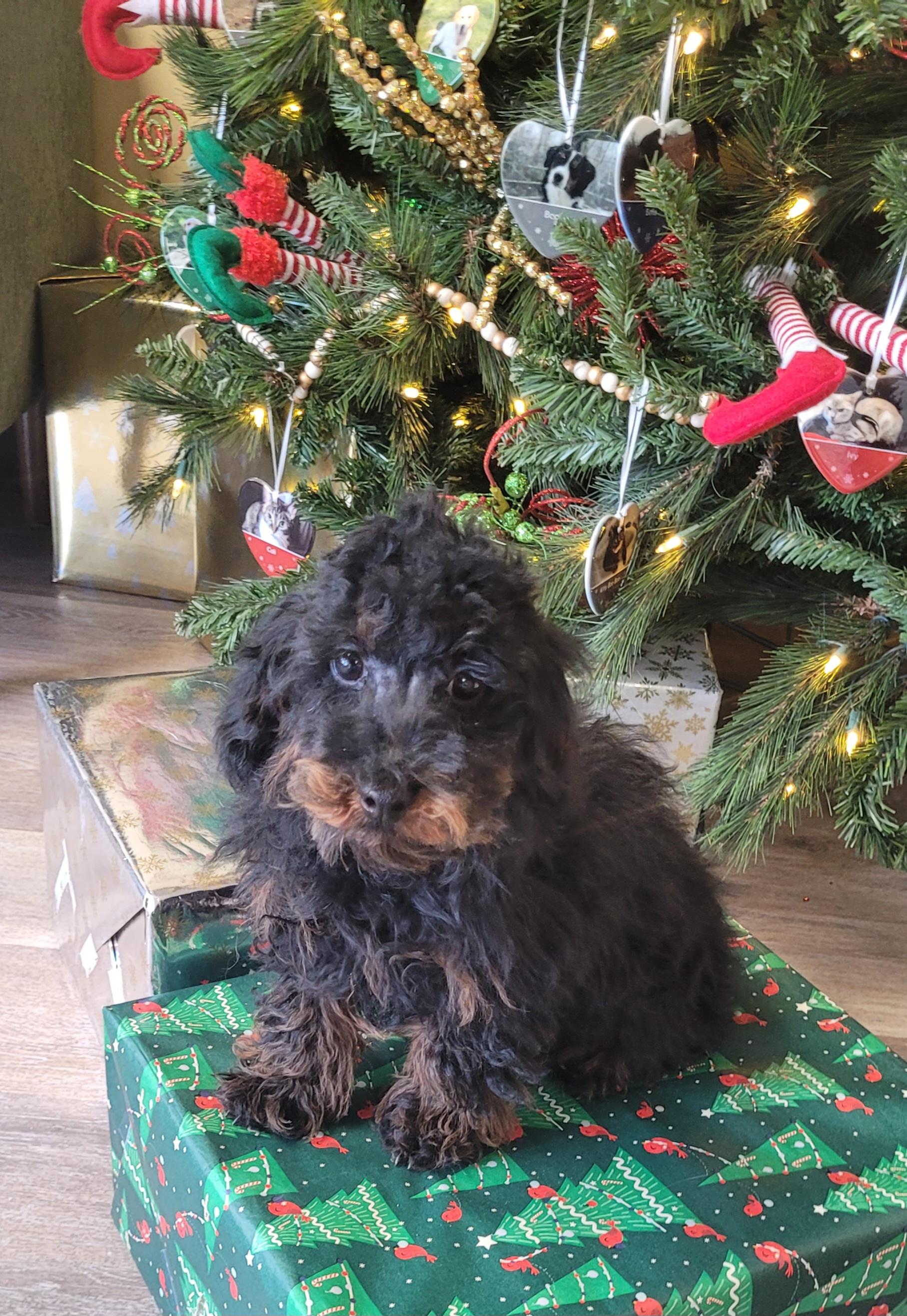 Pure Toy poodle male or female , a ADOPTABLE Poodle (Toy) in Woodsfield, OH image 4/5