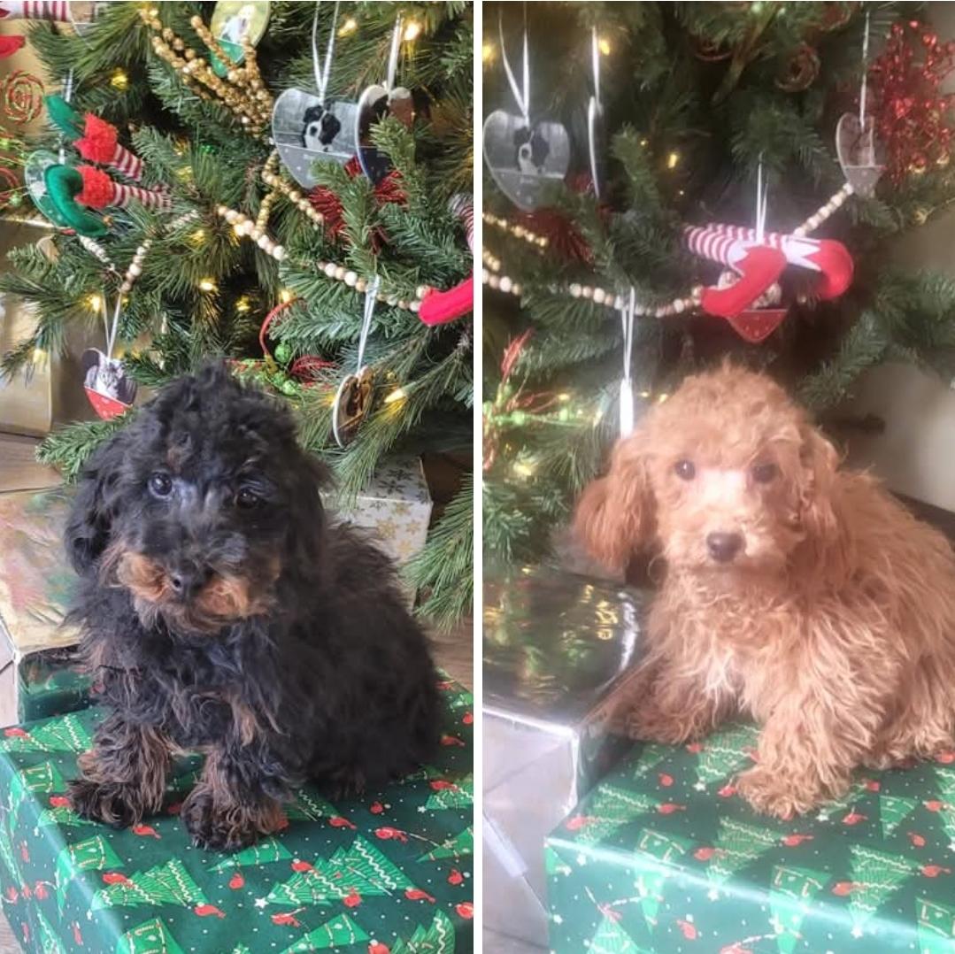 Pure Toy poodle male or female , a ADOPTABLE Poodle (Toy) in Woodsfield, OH image 5/5