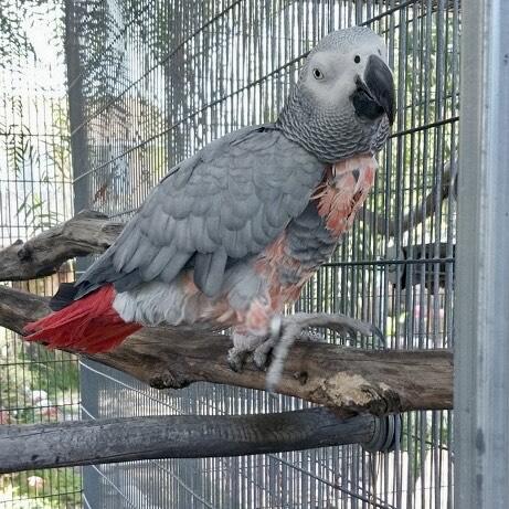 Enlarge Ikie Sue, a Adoptable African Grey in San Diego, CA image 1/3