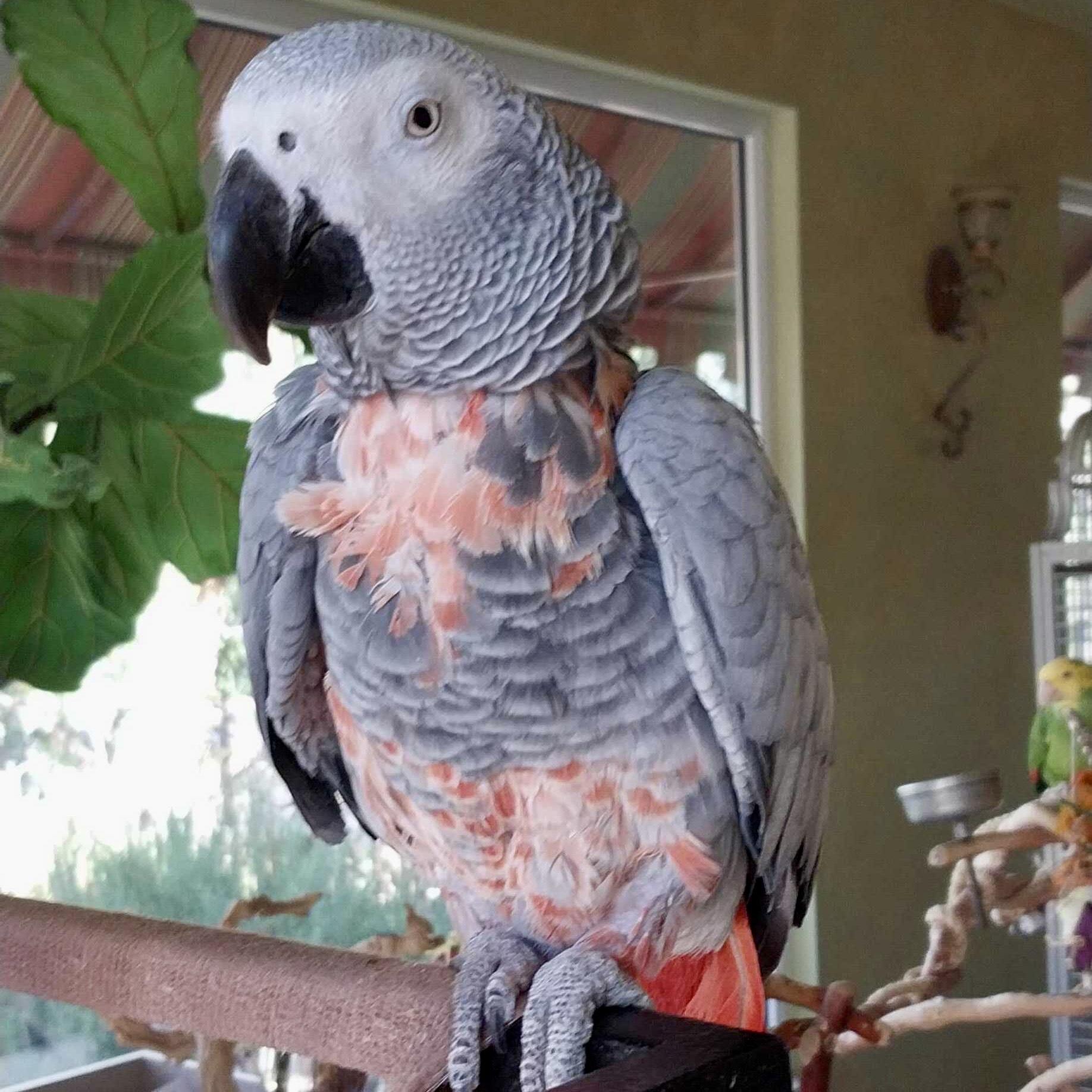 Enlarge Ikie Sue, a Adoptable African Grey in San Diego, CA image 2/3