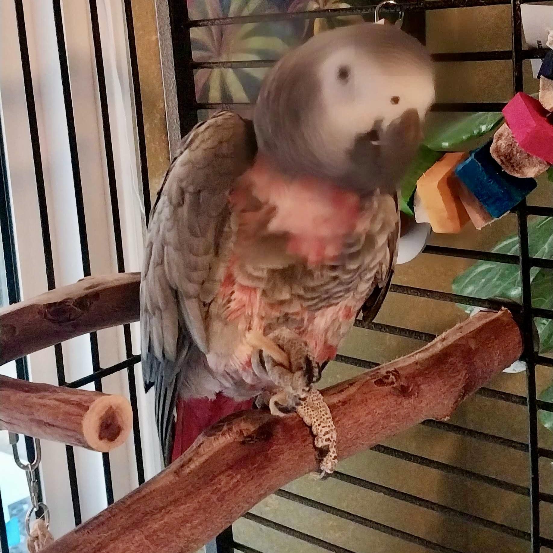 Enlarge Ikie Sue, a Adoptable African Grey in San Diego, CA image 3/3