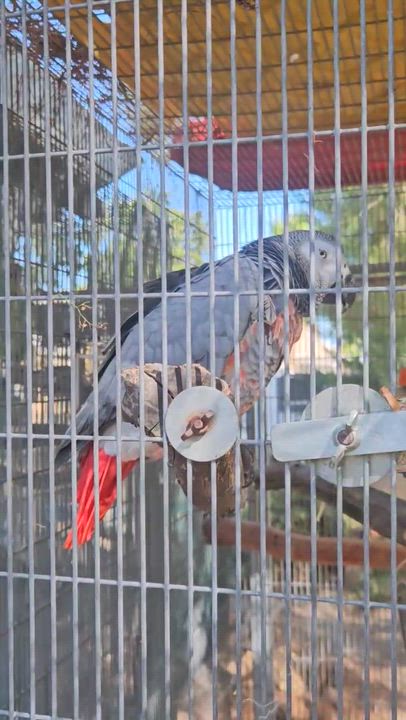 Enlarge Ikie Sue, an adoption pending African Grey in San Diego, CA video 3/4