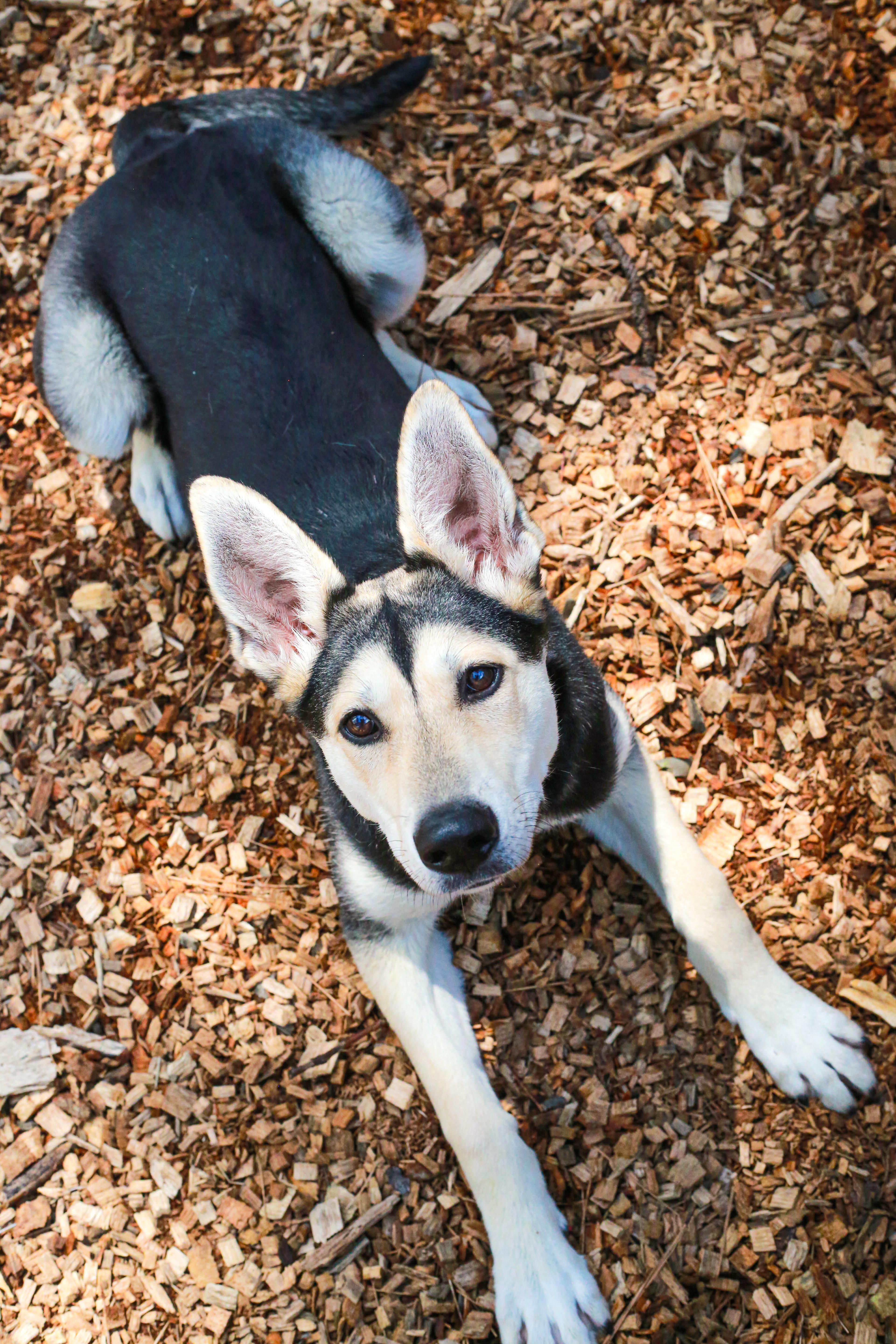 Enlarge Spirit- Sweetheart, a ADOPTABLE mixed breed in Grass Valley, CA image 6/6