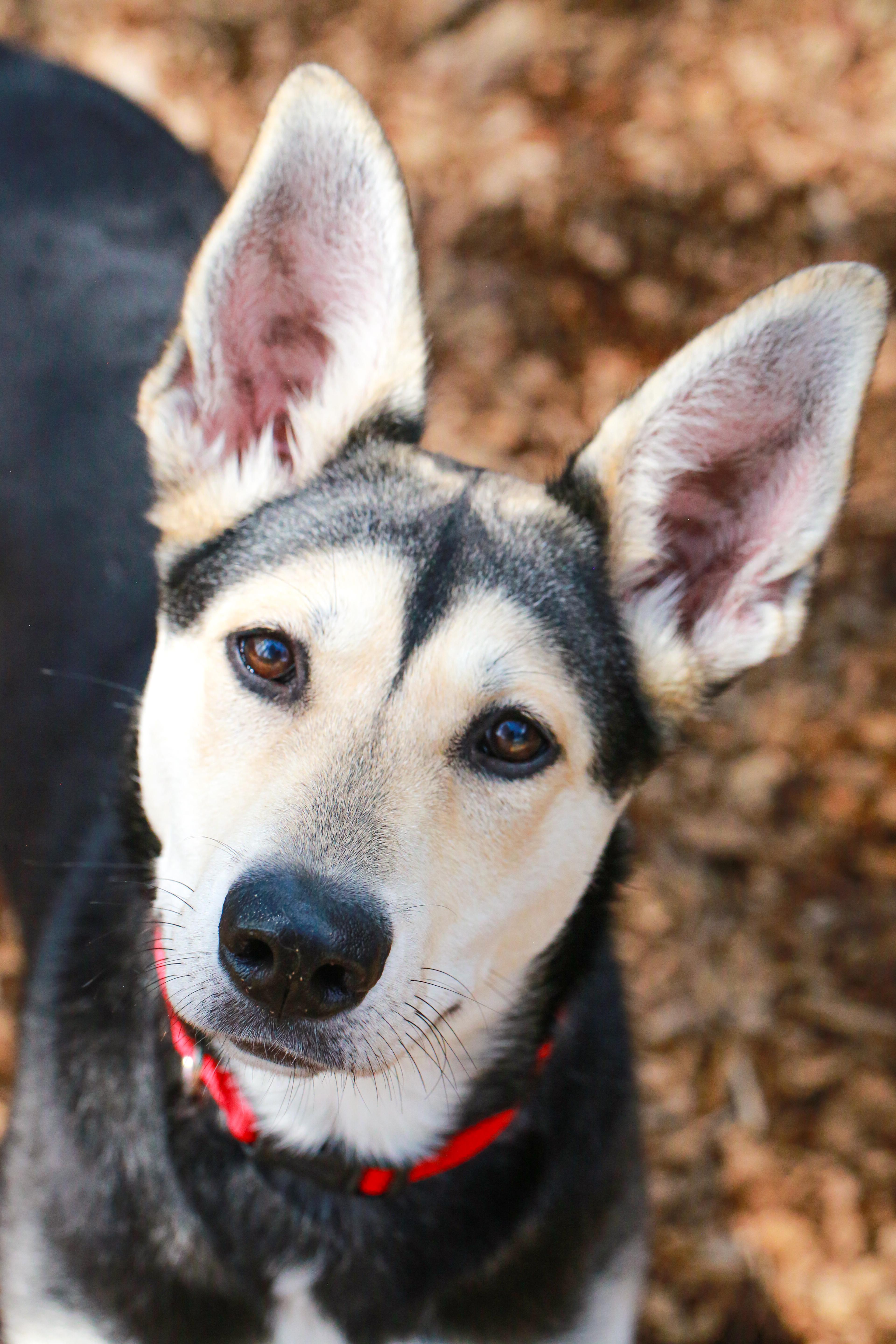 Enlarge Spirit- Sweetheart, a ADOPTABLE mixed breed in Grass Valley, CA image 3/6
