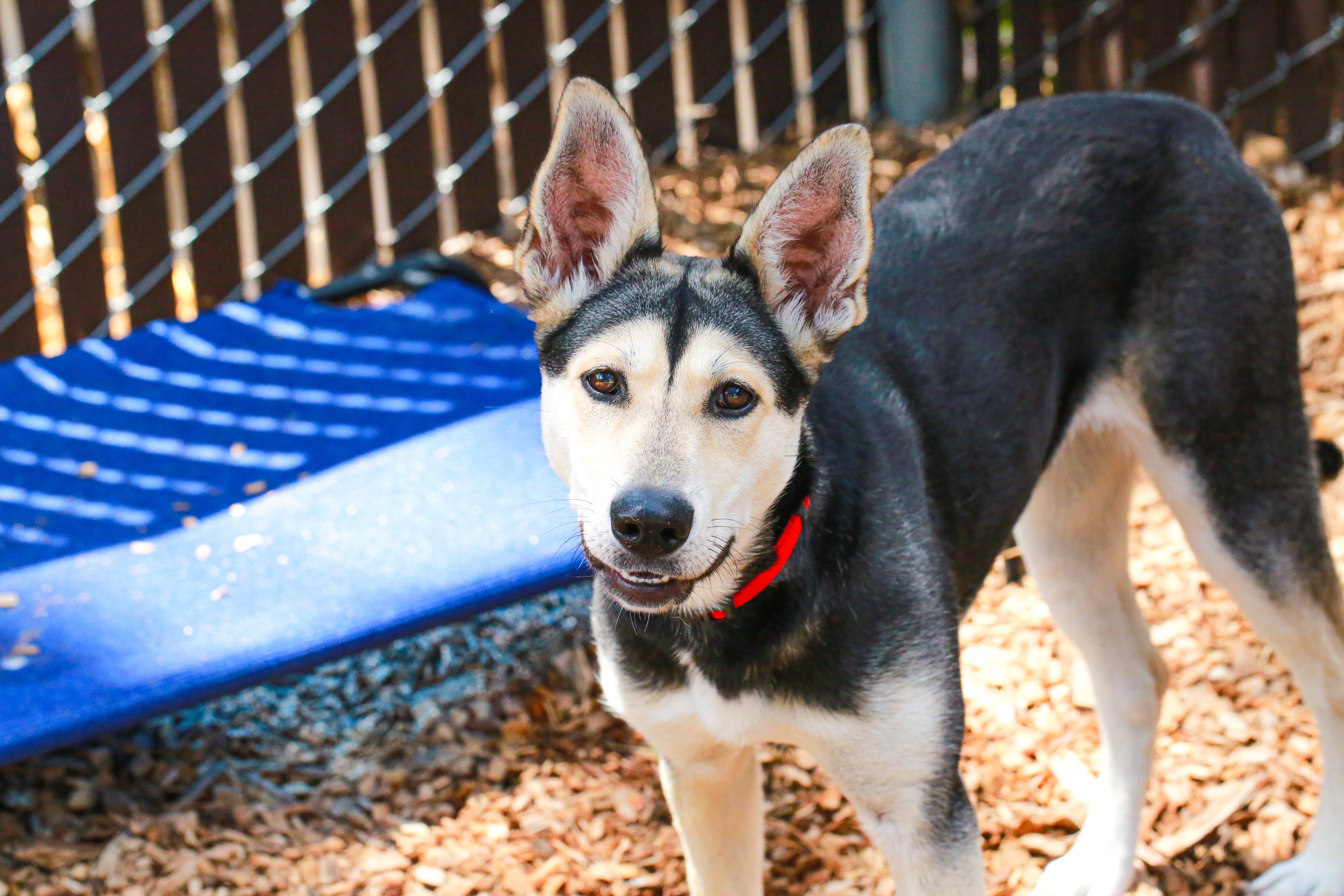 Enlarge Spirit- Sweetheart, a ADOPTABLE mixed breed in Grass Valley, CA image 4/6